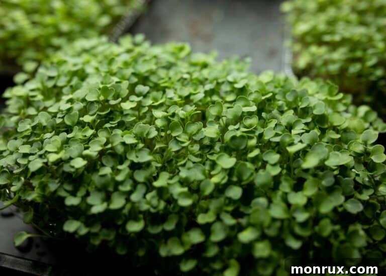 A bountiful bunch of vibrant green broccoli microgreens, illustrating a successful harvest.