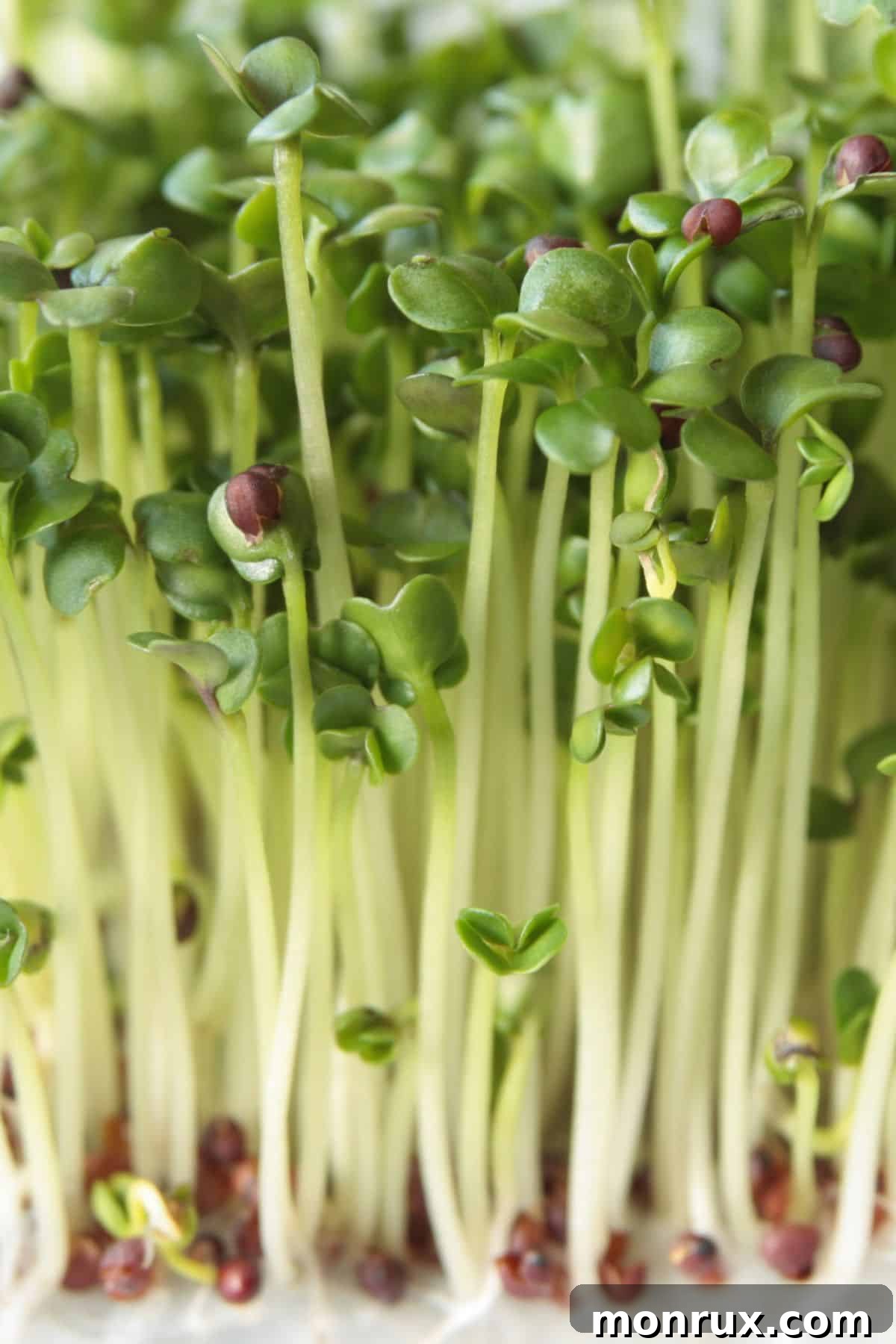 A close-up view of vibrant green broccoli microgreens growing densely in a tray, highlighting their delicate leaves and stems.