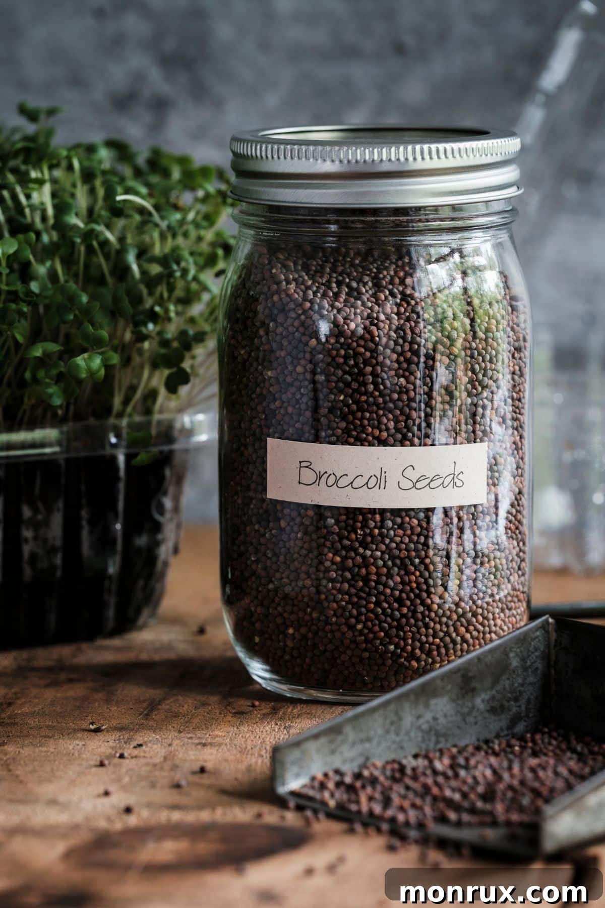 A glass jar clearly labeled 'Broccoli Seeds', indicating quality seeds for cultivation.