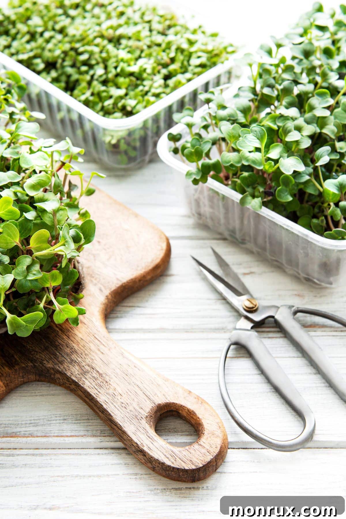 Freshly harvested microgreens on a cutting board next to a growing tray with remaining greens and a pair of shears.