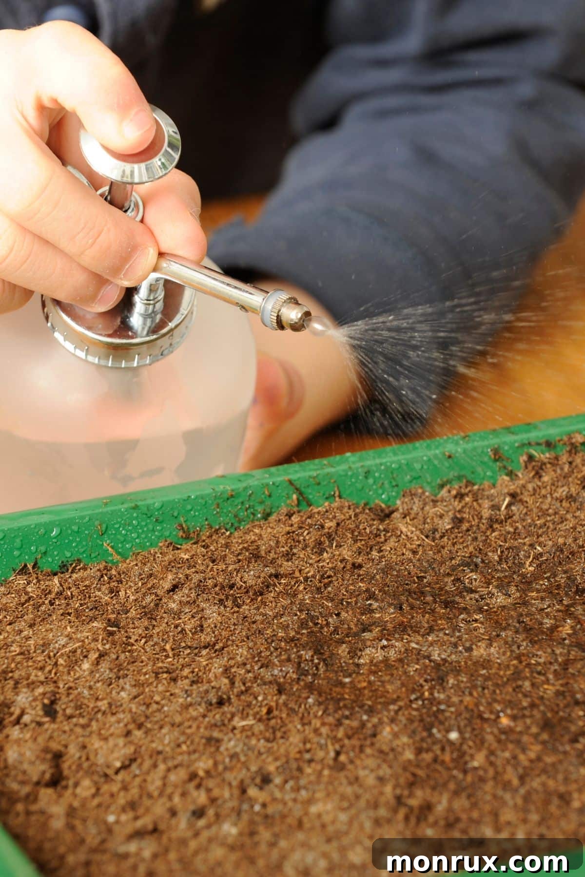 A person gently misting the soil in a small planting container, demonstrating the initial watering step for microgreens.