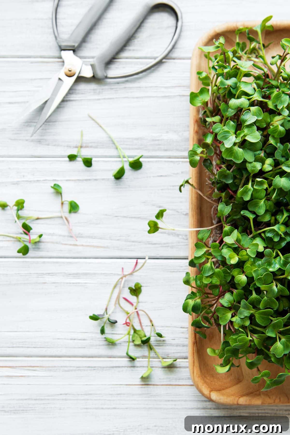 Freshly harvested microgreens arranged beautifully on a platter next to a pair of kitchen shears and some clippings, ready for culinary use.