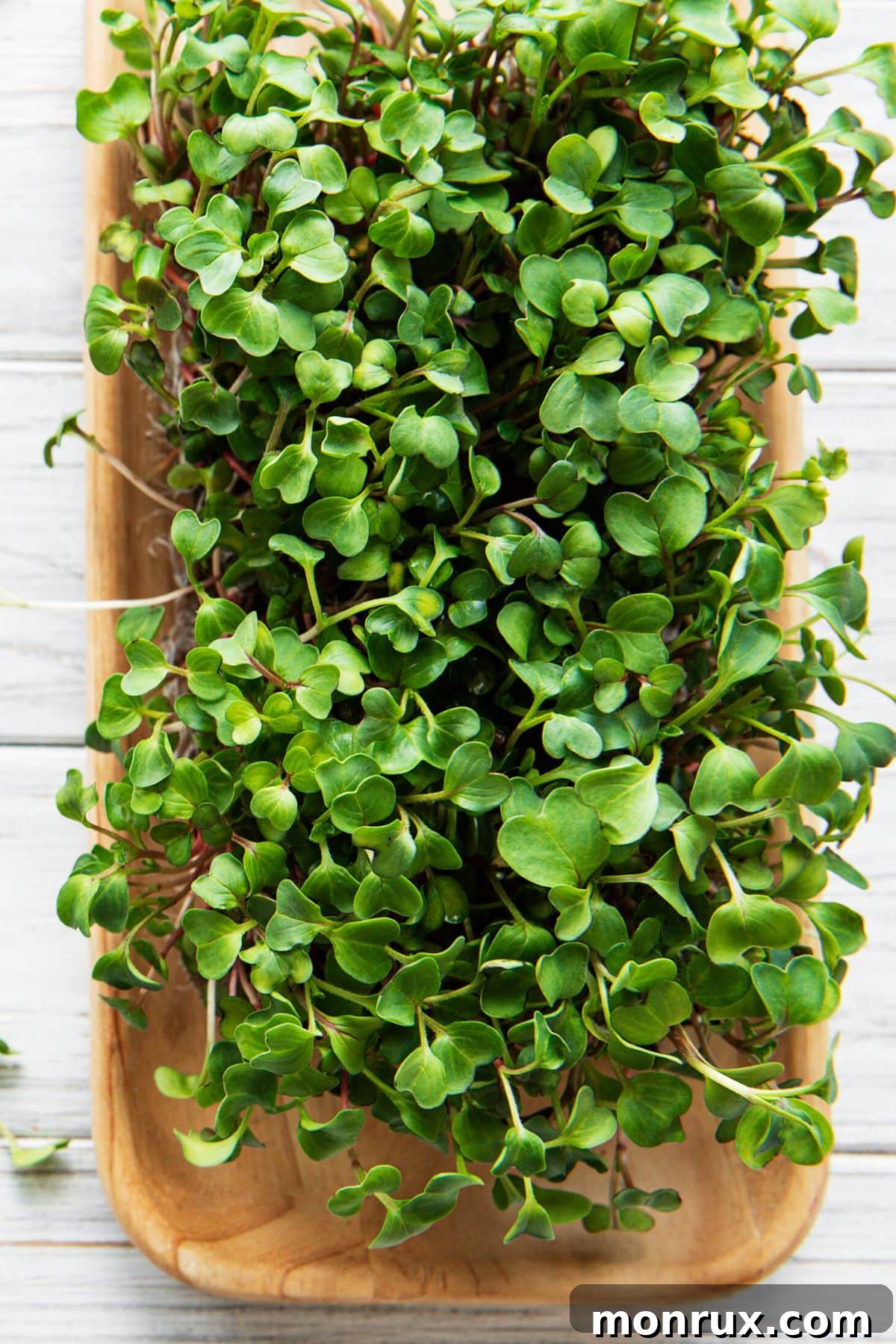 Freshly harvested radish microgreens on a cutting board next to a pair of sheers, ready for culinary use.