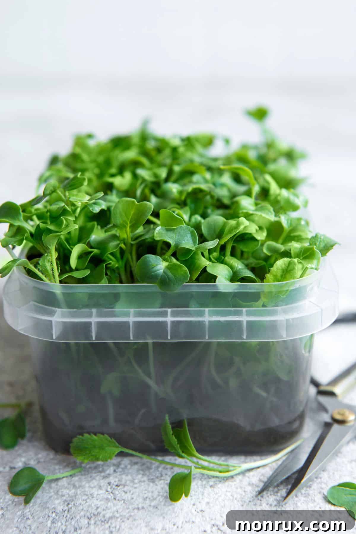 Radish microgreens in an early growth stage, showing sprouts in a small container.