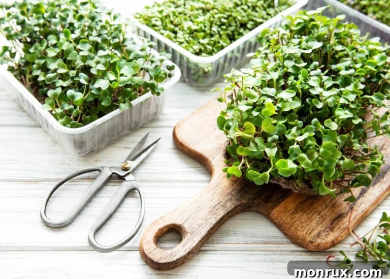 Radish microgreens on a cutting board next to a pair of sheers, ready to be harvested.