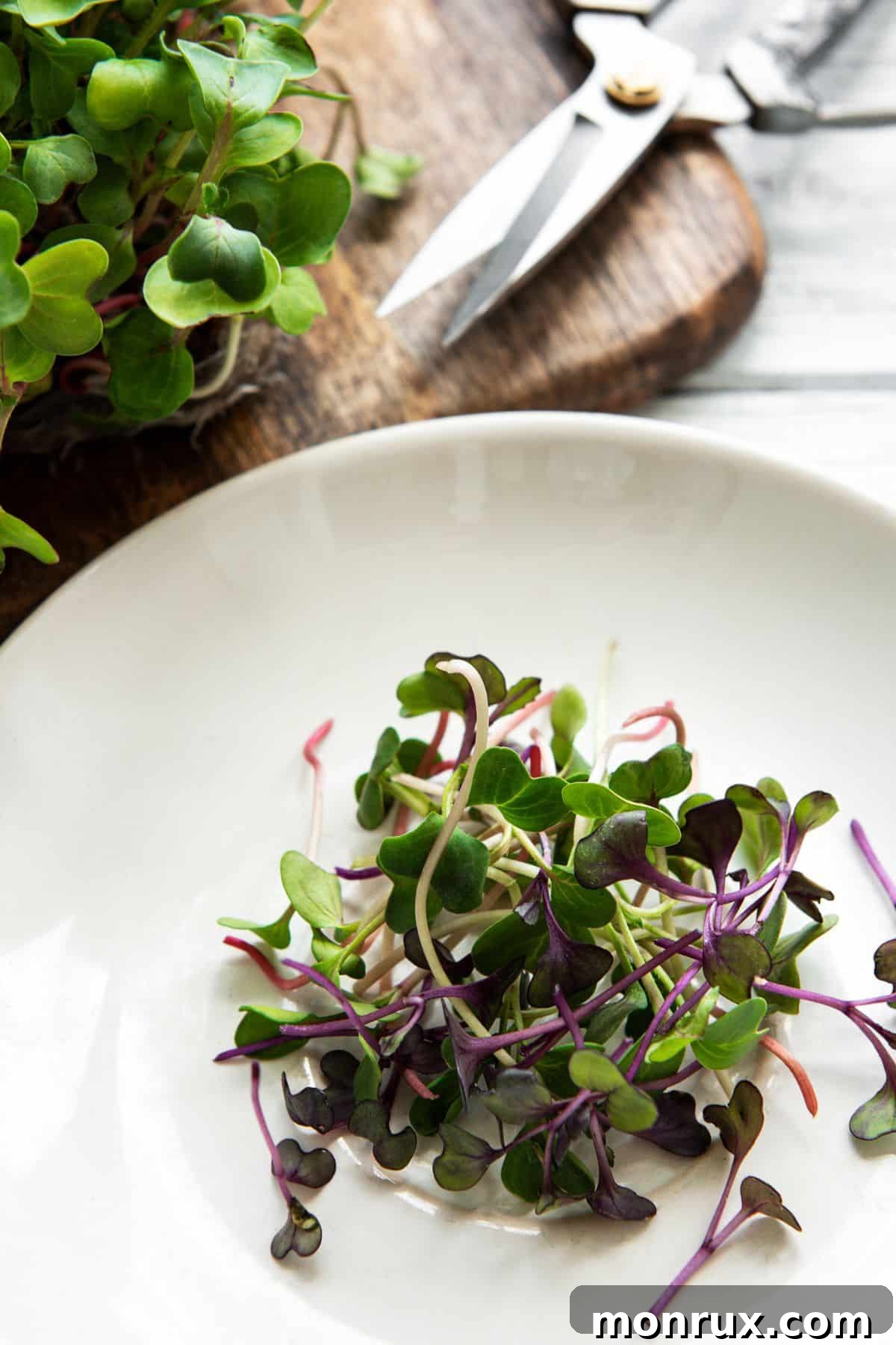 Freshly harvested radish microgreens on a plate, ready to be incorporated into a meal, next to a pair of sheers.