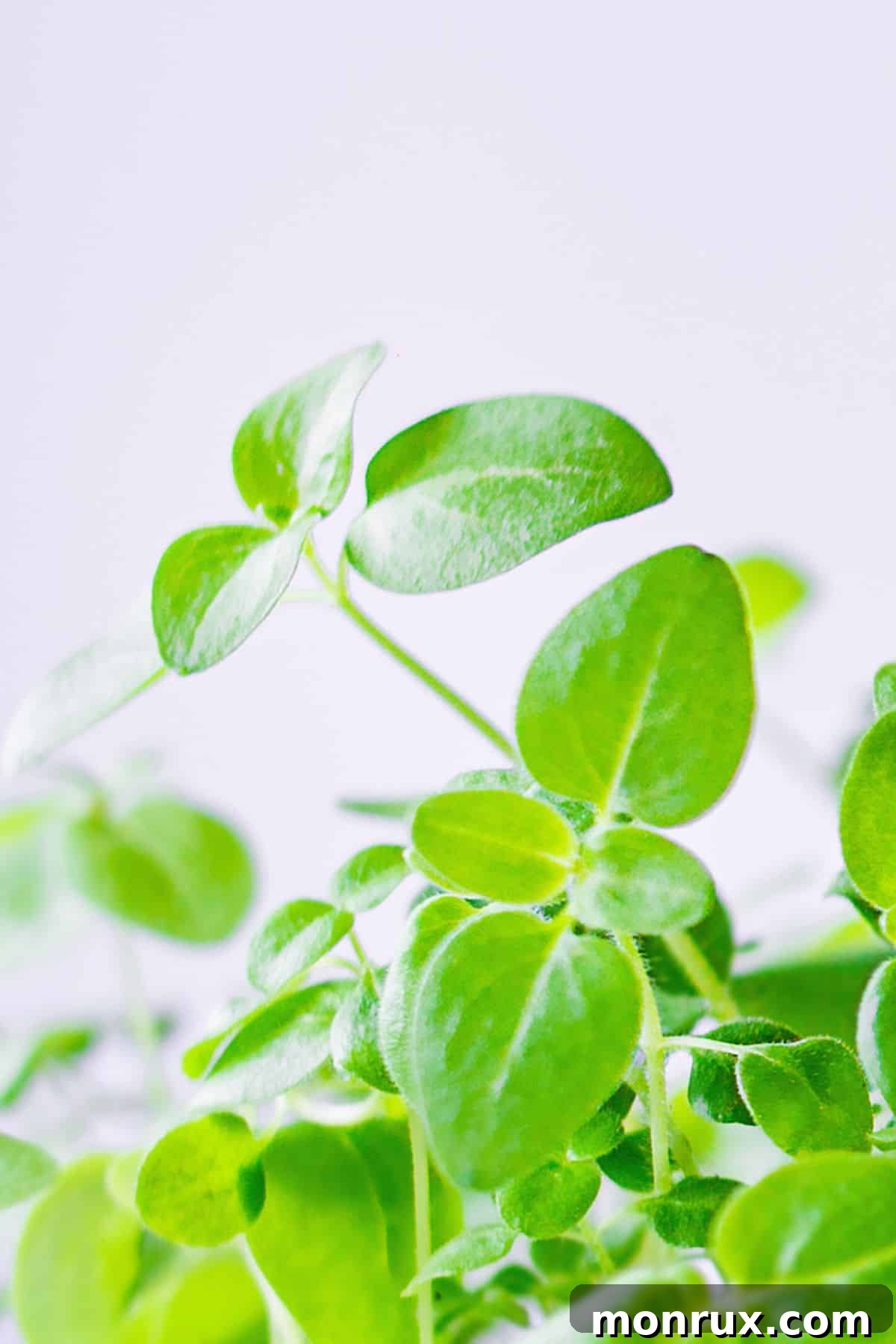 A close-up view of lush, green radish microgreens thriving in their growing container.