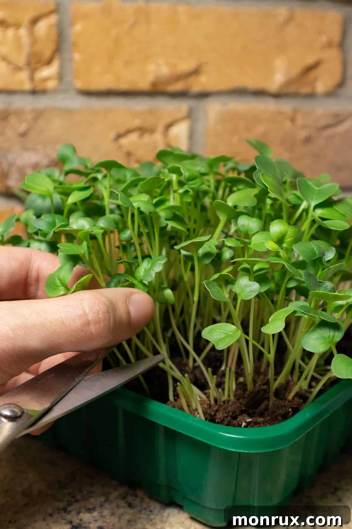 A person using sheers to clip fresh radish microgreens from their container.
