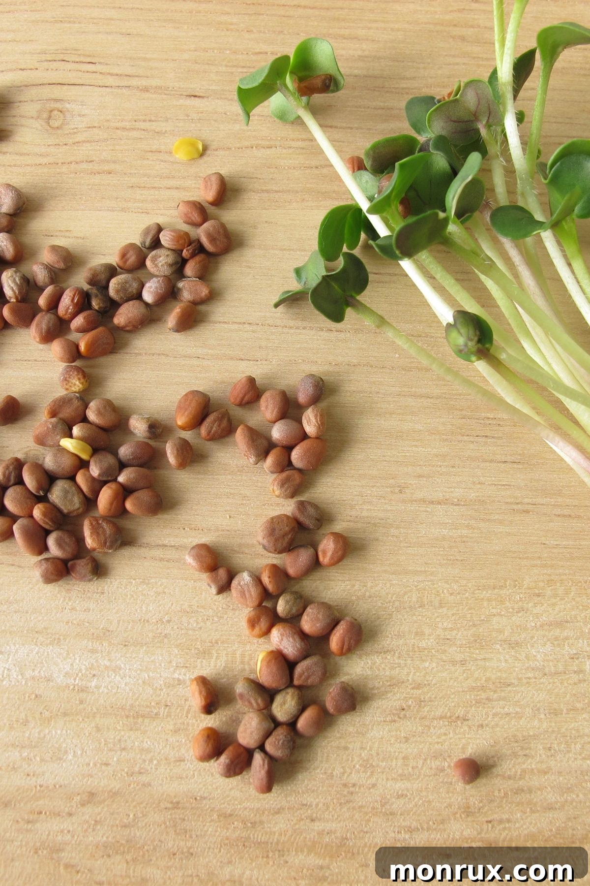 Radish seeds scattered on a table next to a container of growing radish microgreens.