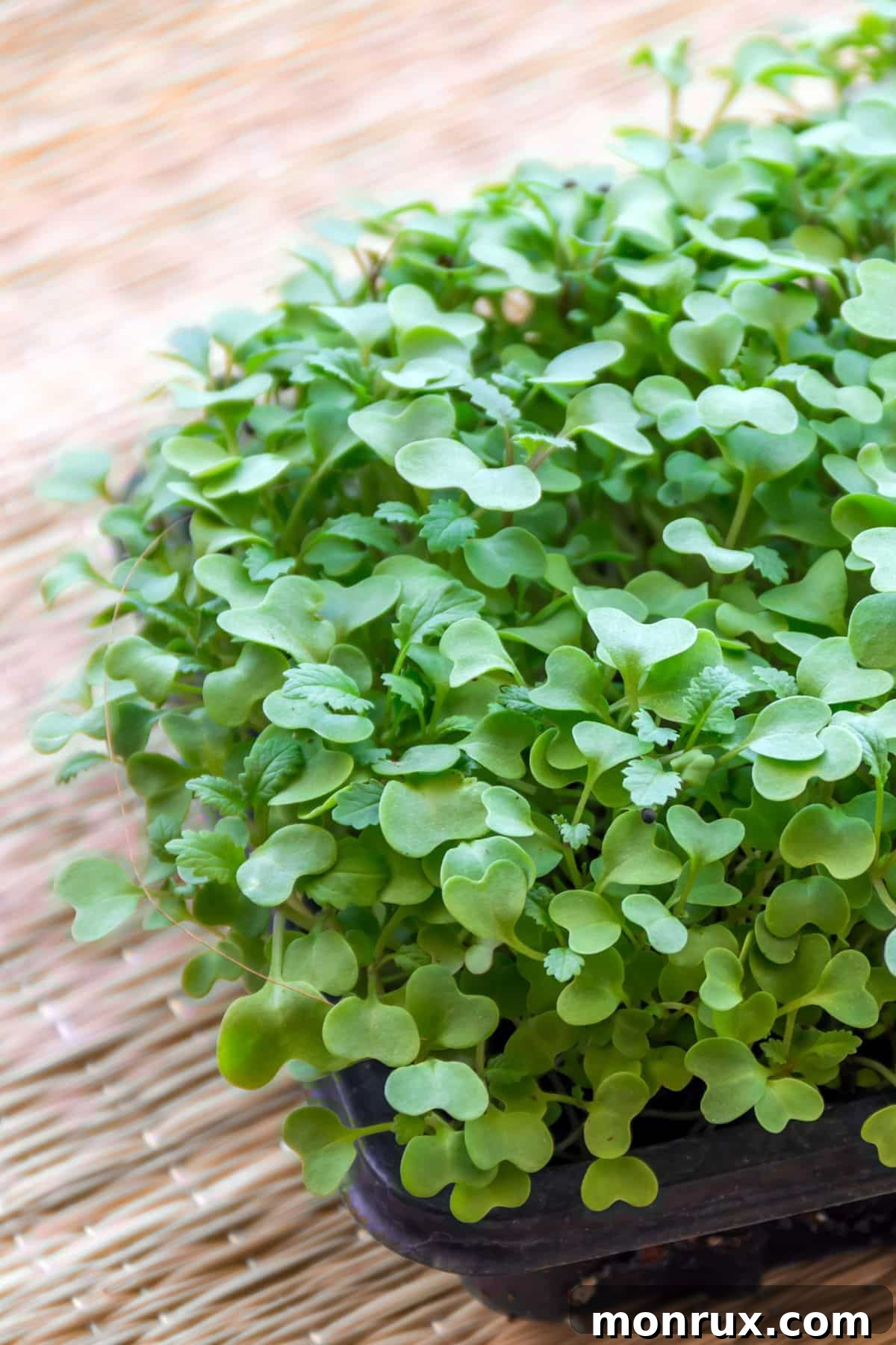 Vibrant kale microgreens growing in a black tray, ready for harvest.