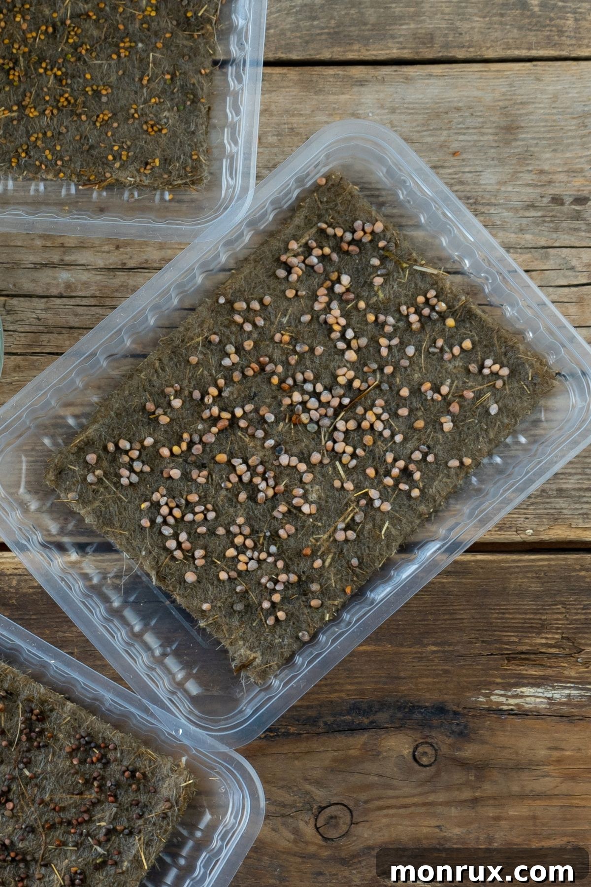 Tiny microgreen seeds meticulously spread across the surface of a growing container.