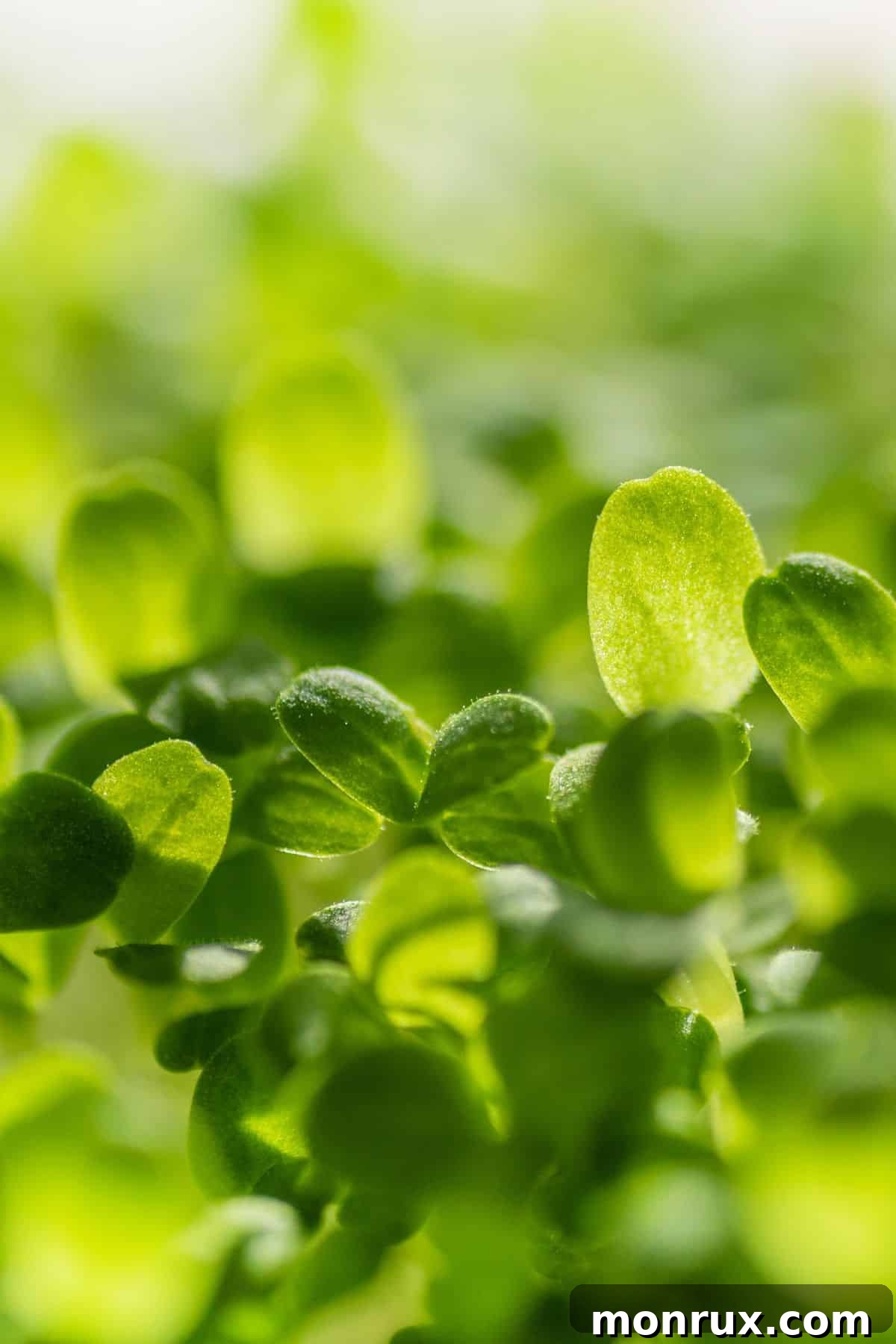 A close-up view of vibrant, healthy microgreens growing, showcasing their delicate stems and leaves.