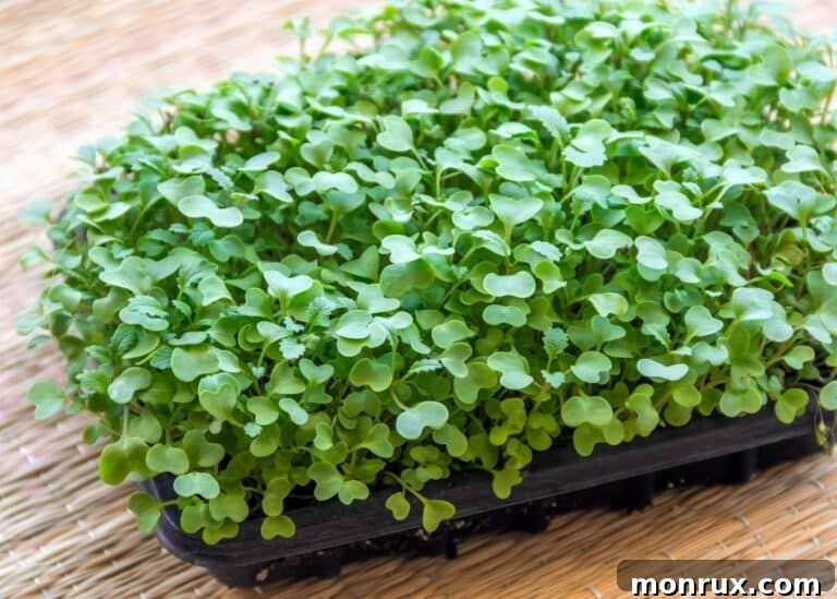 kale microgreens growing in a black tray.