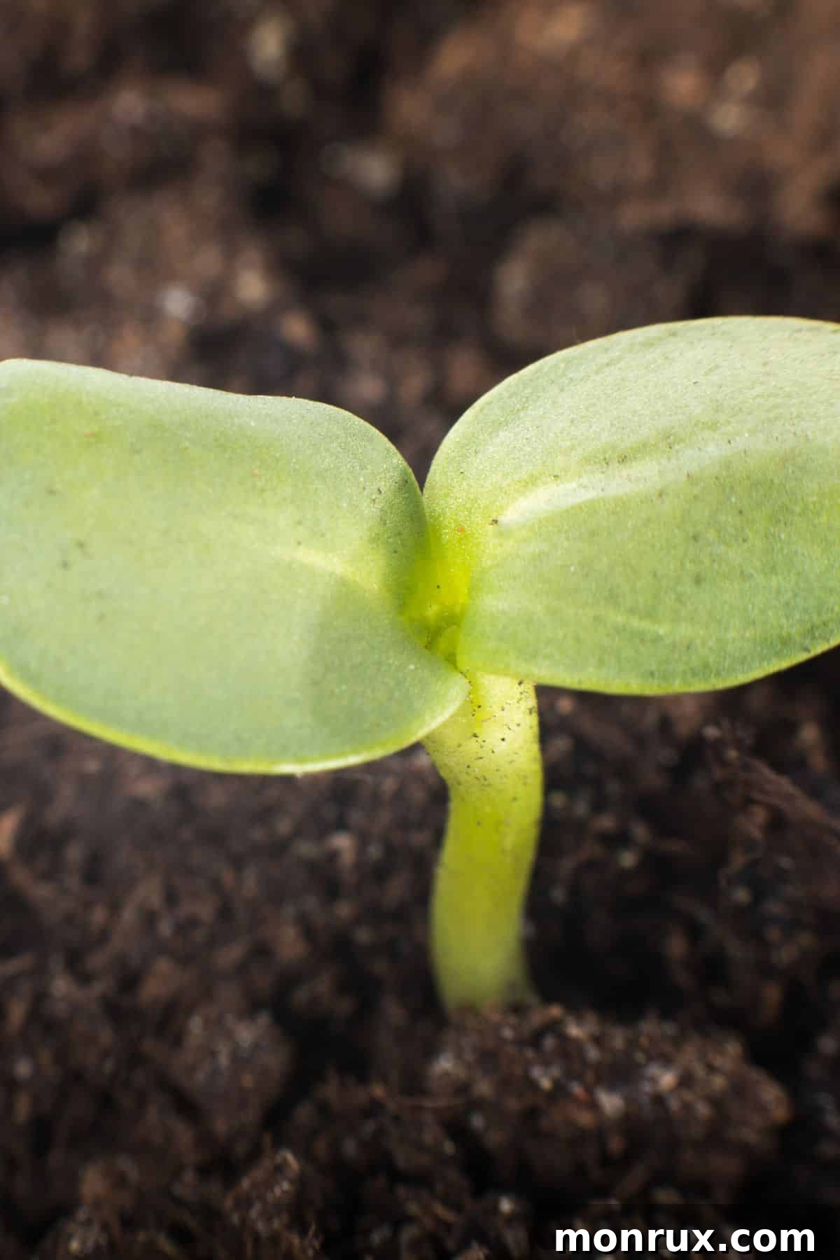 A tiny kale seed actively sprouting from the soil, showcasing the first signs of life.