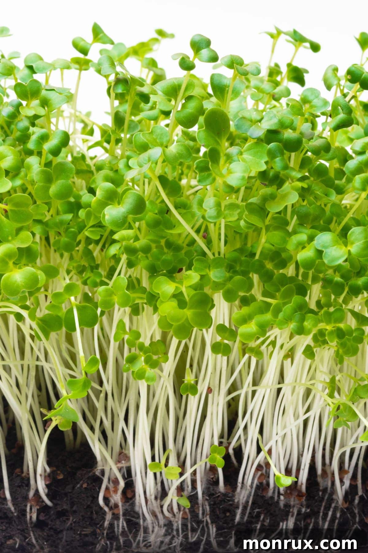 Young microgreens vigorously growing in a tray filled with soil, showing healthy development.