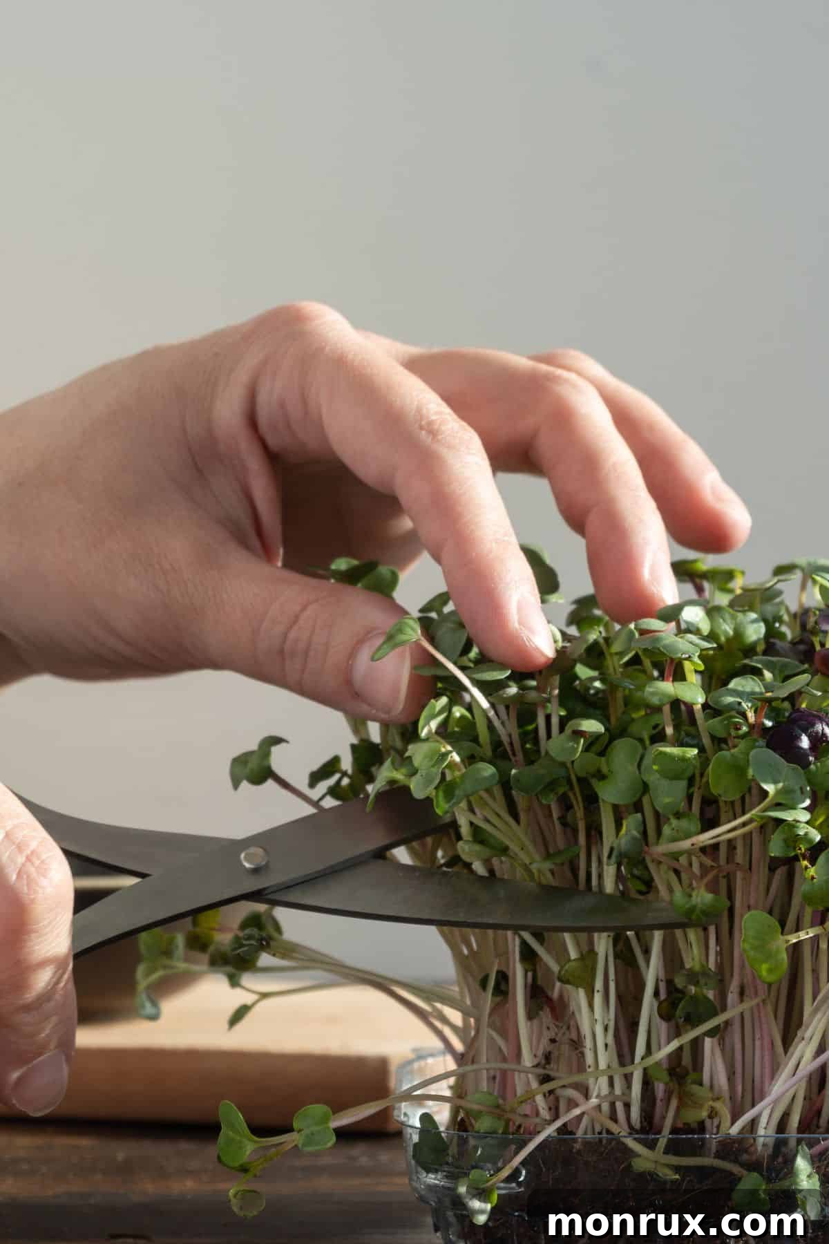 A person carefully cutting kale microgreens with scissors into a bowl.