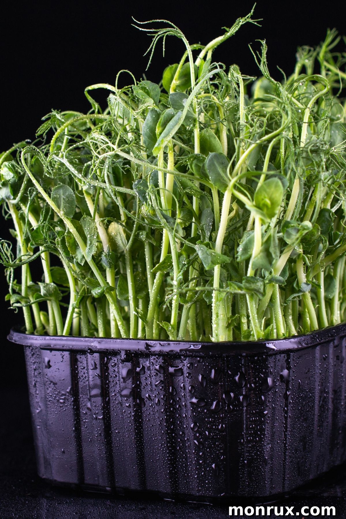 Freshly planted pea microgreens sprouting in a black growing tray.
