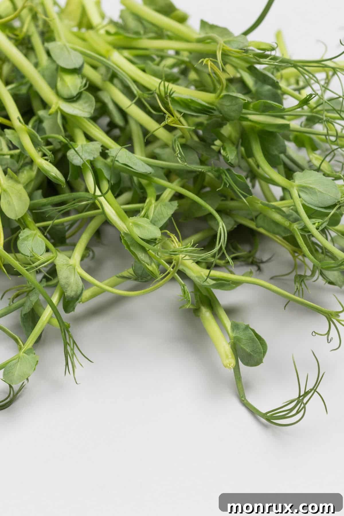 A close-up view of freshly harvested pea microgreens, showcasing their delicate tendrils.