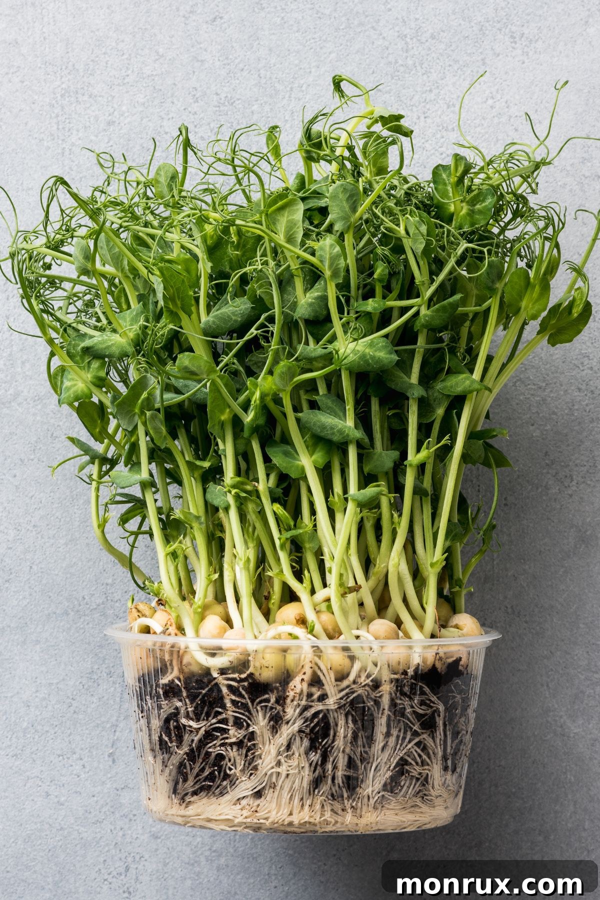 A clear glass bowl filled with vibrant pea microgreens.