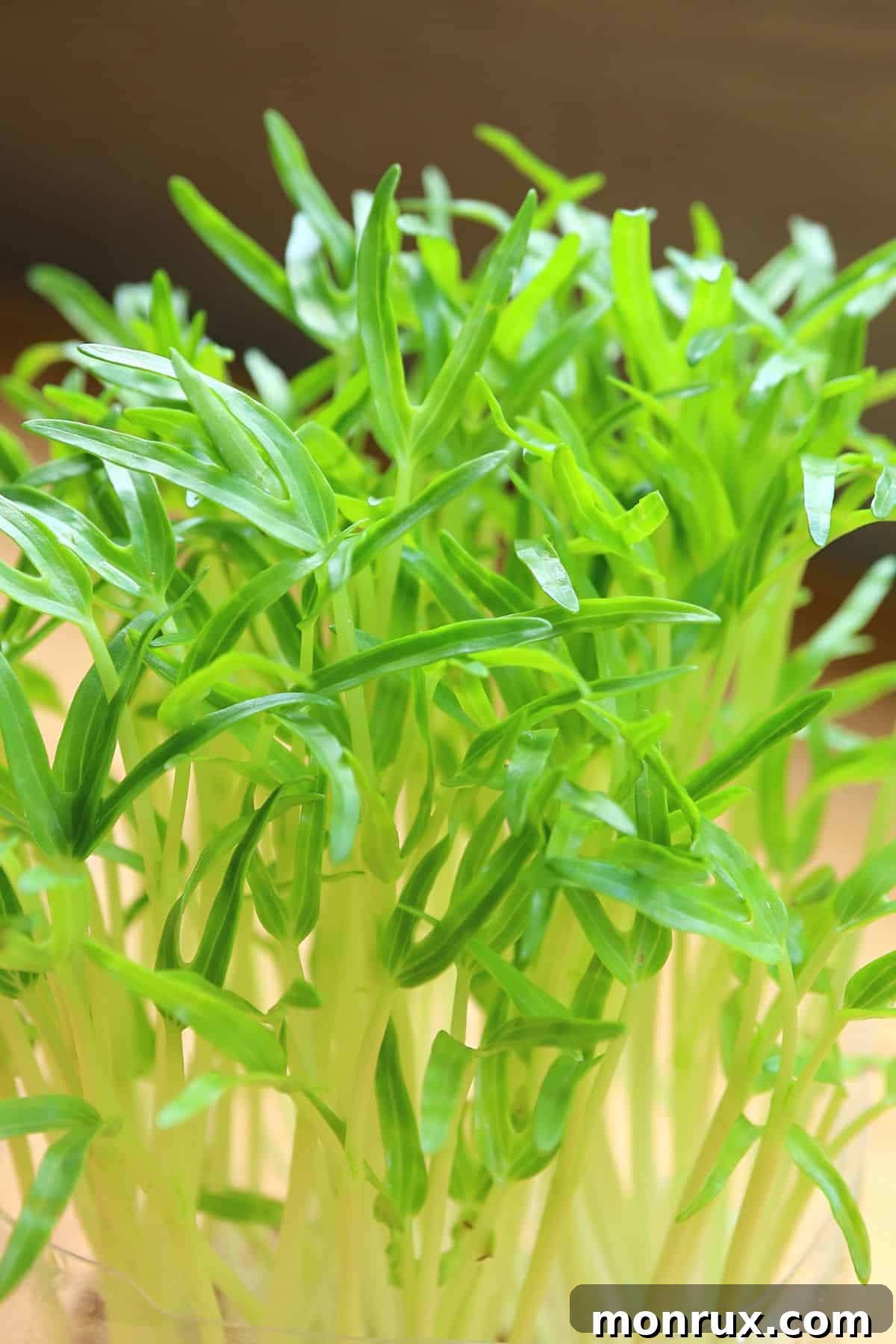 A close-up view of vibrant green spinach microgreens, showcasing their delicate leaves and stems, ready for harvest.