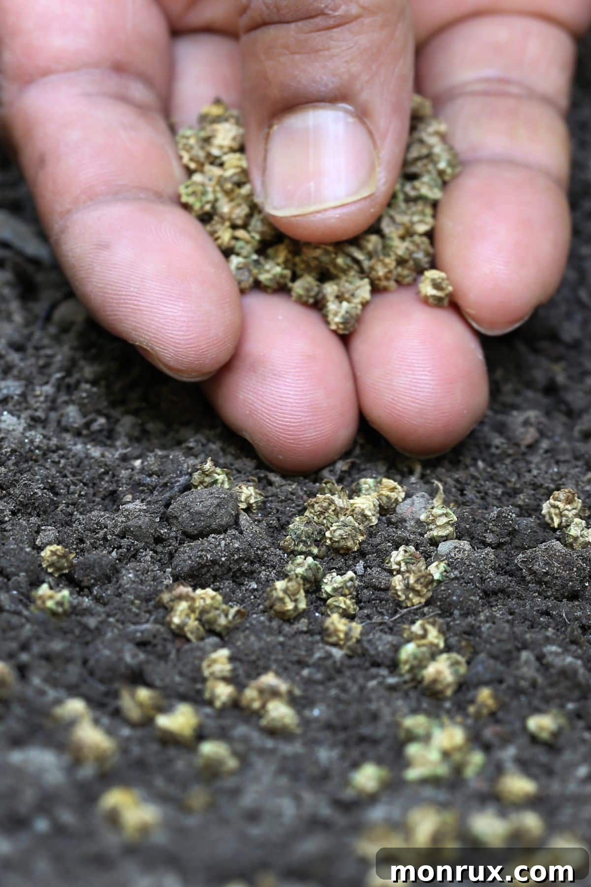 A person's hands carefully planting spinach microgreen seeds into prepared soil in a shallow tray.