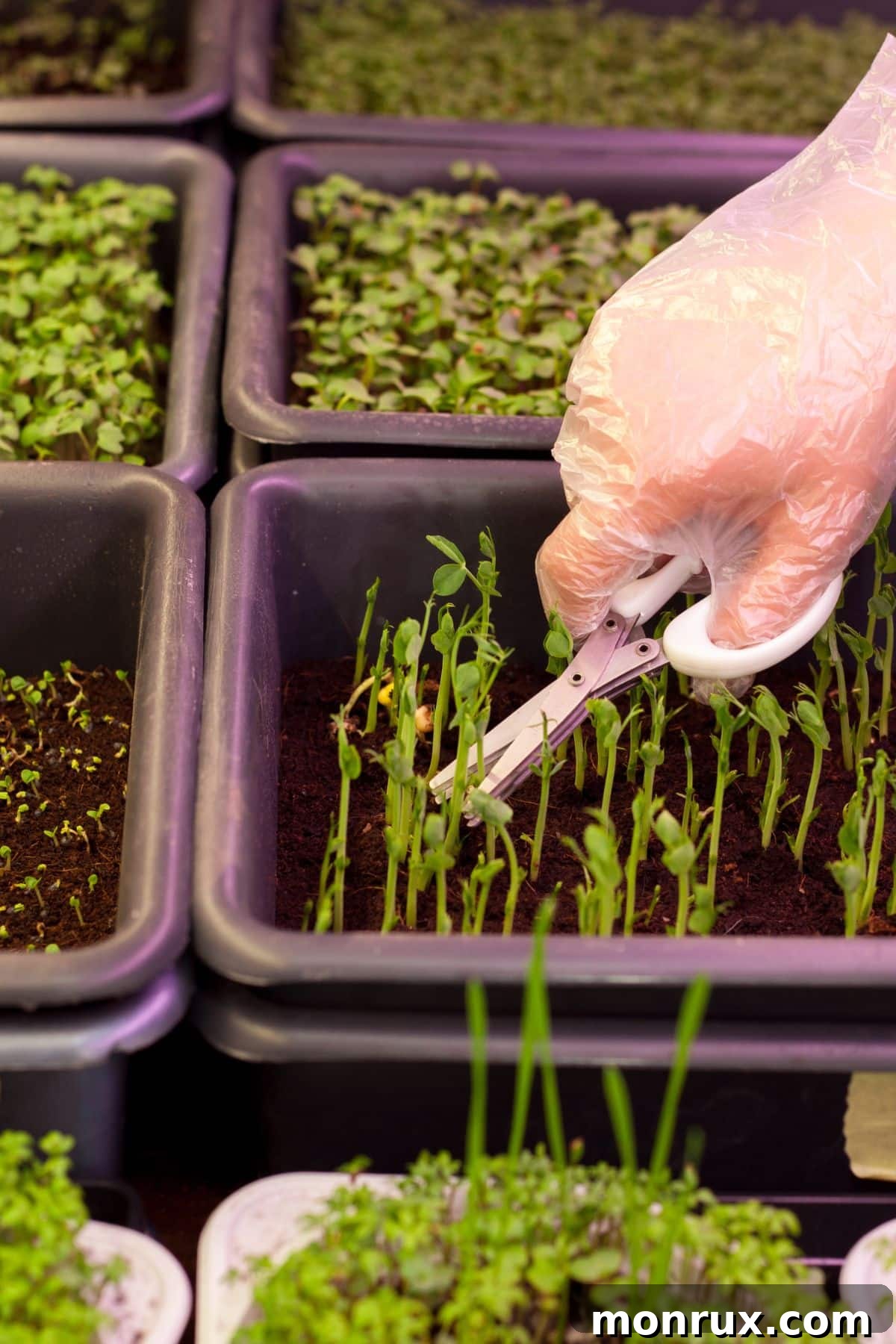 A person's hand using scissors to carefully harvest vibrant green spinach microgreens from a tray.