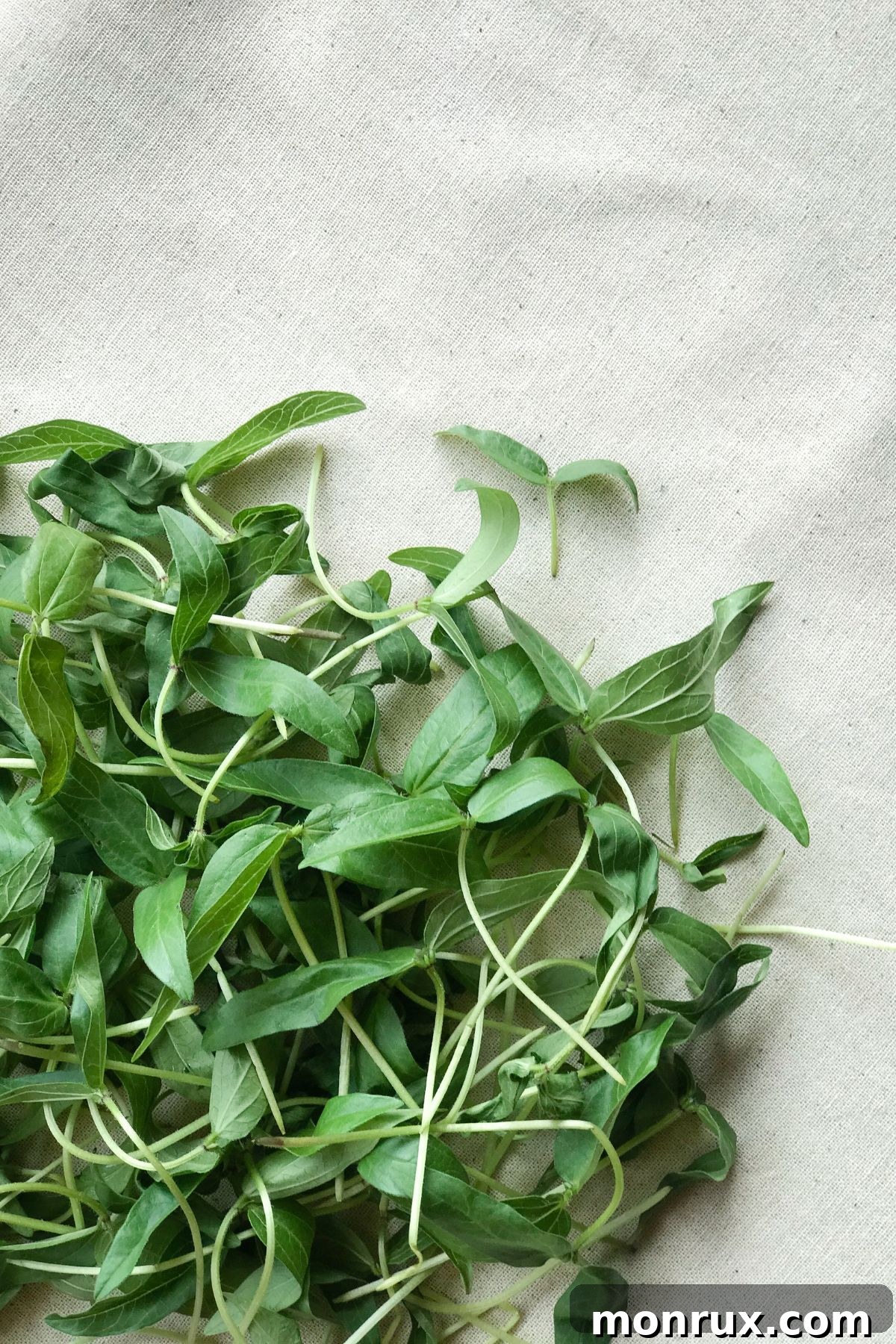 A generous pile of freshly harvested spinach microgreens resting on a white cloth, showcasing their crispness.