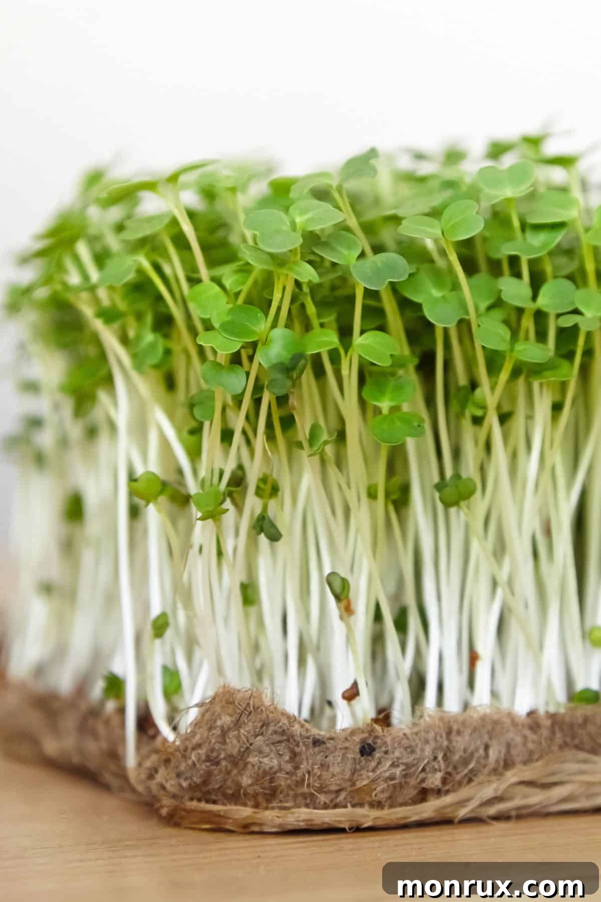 Rows of lush green arugula microgreens thriving on a bed of coconut coir in a shallow tray.