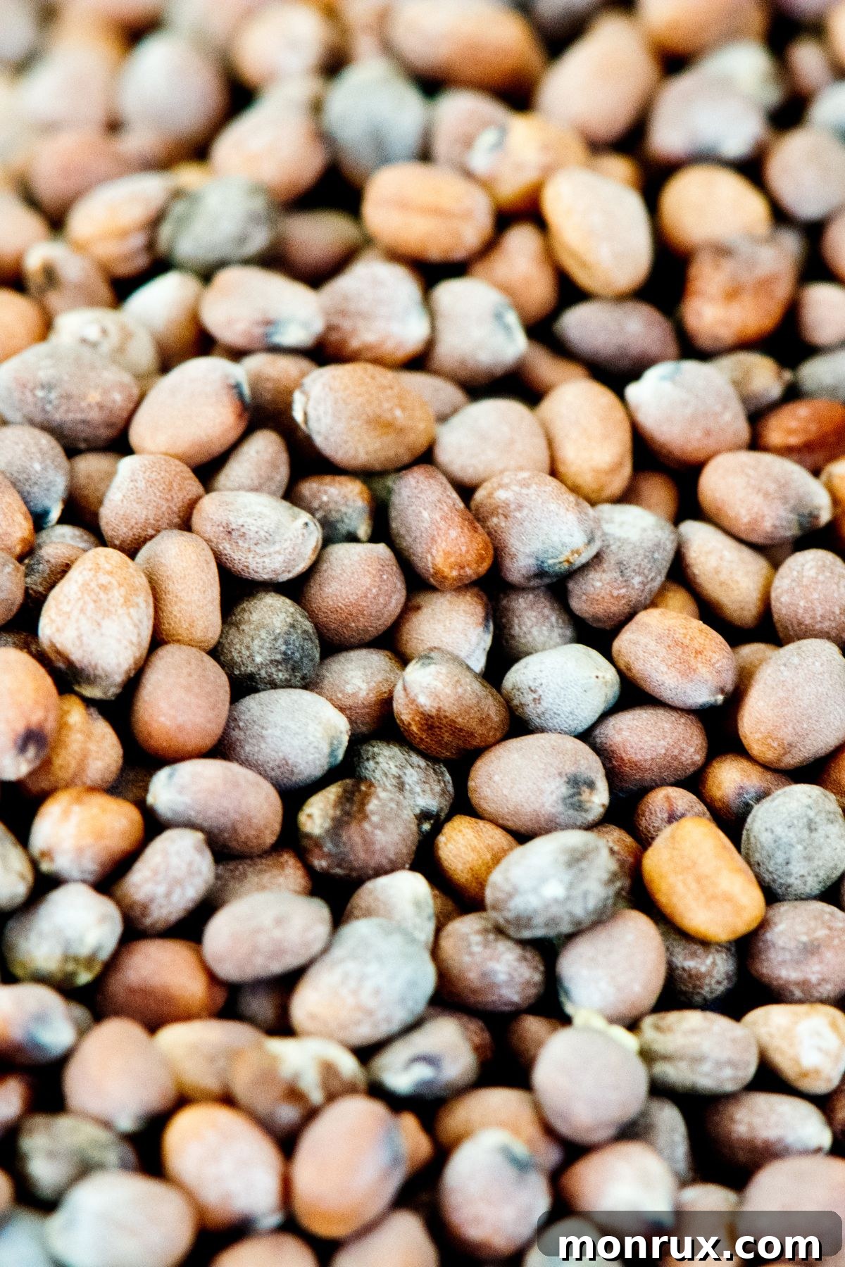 A close-up view of numerous small, dark arugula seeds scattered evenly across a light-colored surface.