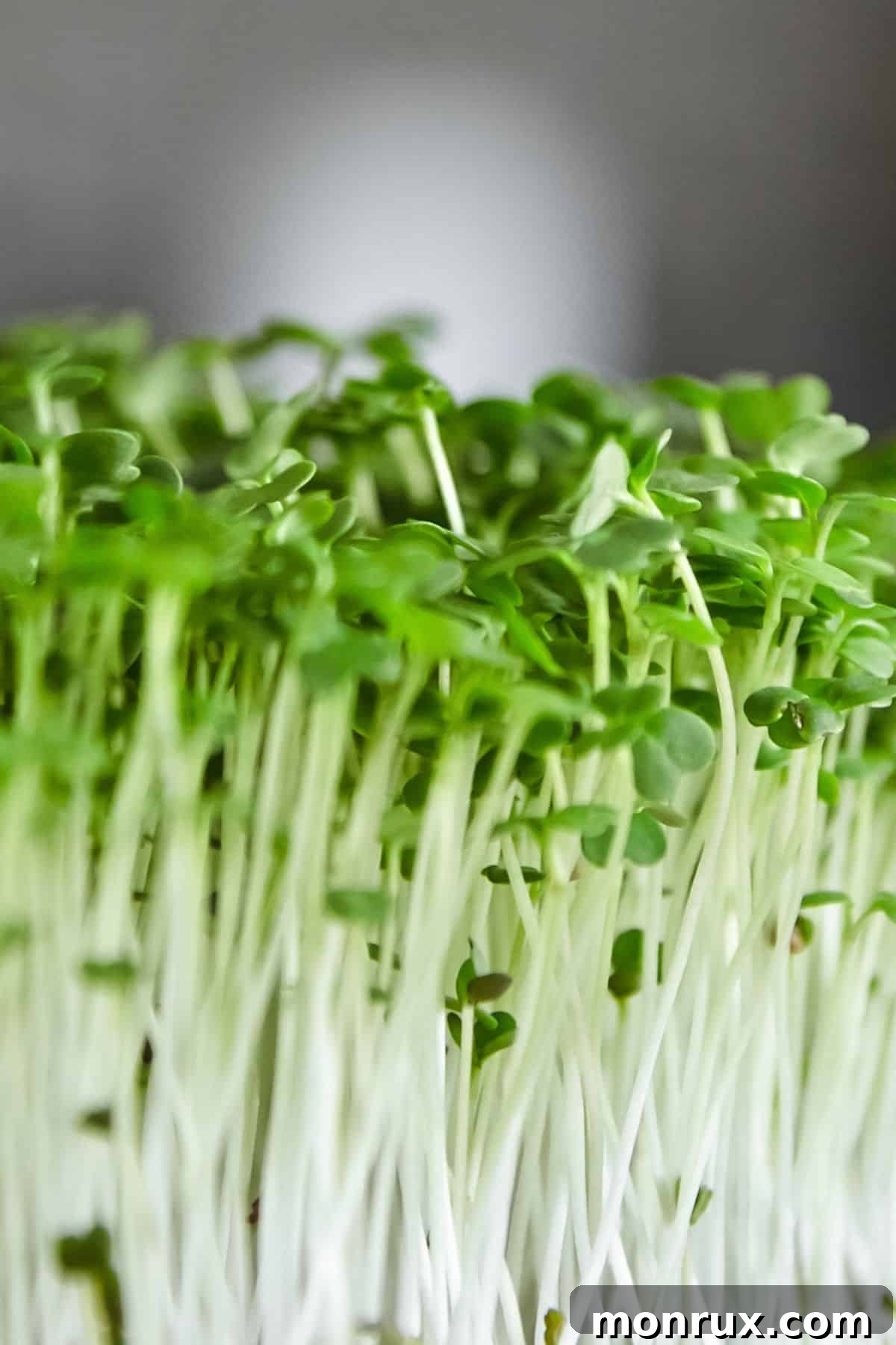 Vibrant green arugula microgreens growing robustly in a tray, illuminated by natural light.