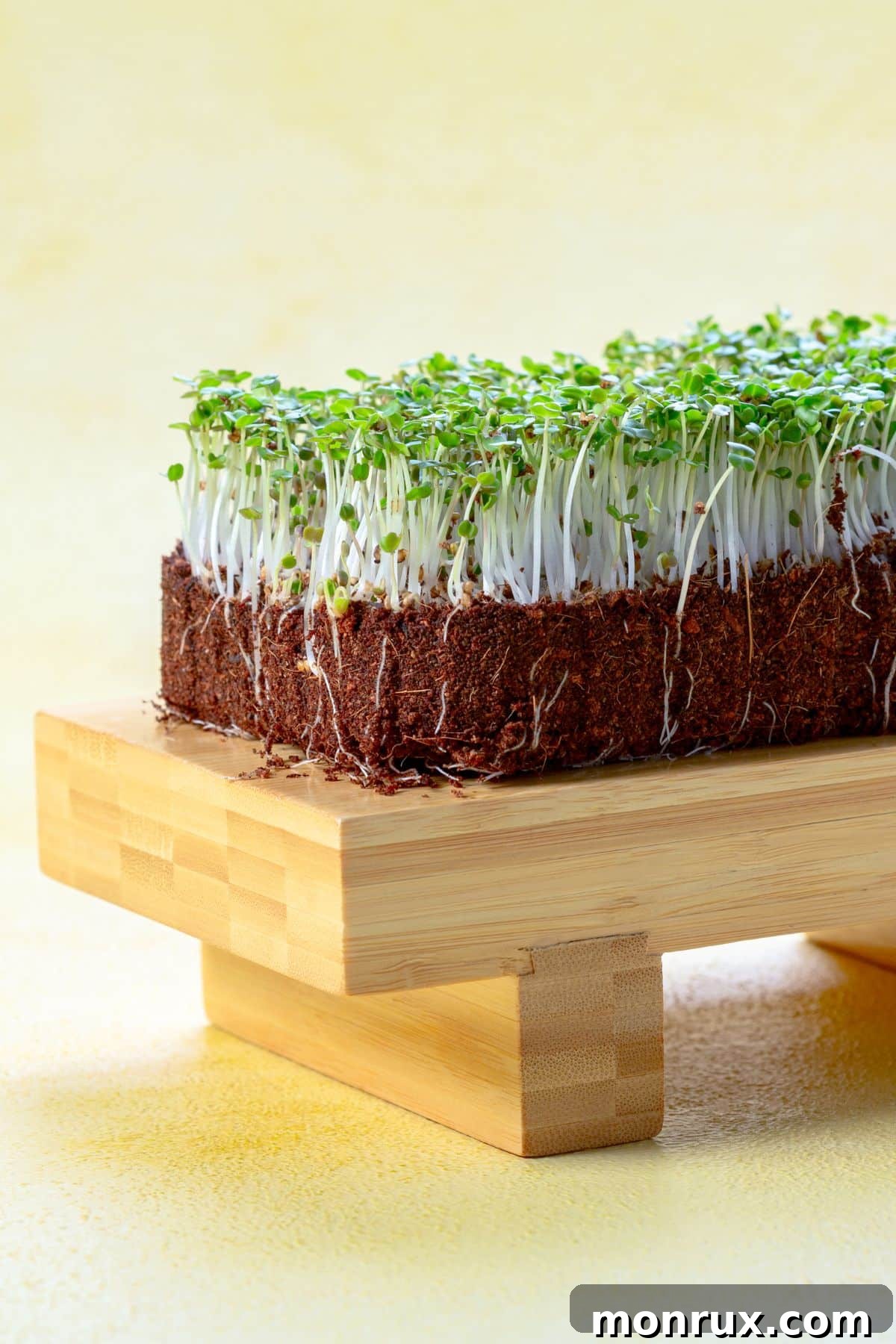 A lush tray of vibrant green arugula microgreens sits on a rustic wooden platform, bathed in soft light.