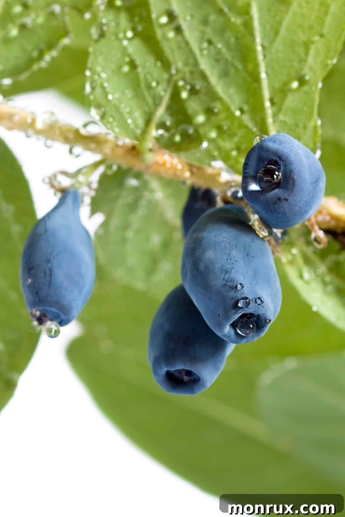 Delicate blue honeysuckle fruits gracefully hanging from a vine, showcasing their oval shape and subtle purple tint.