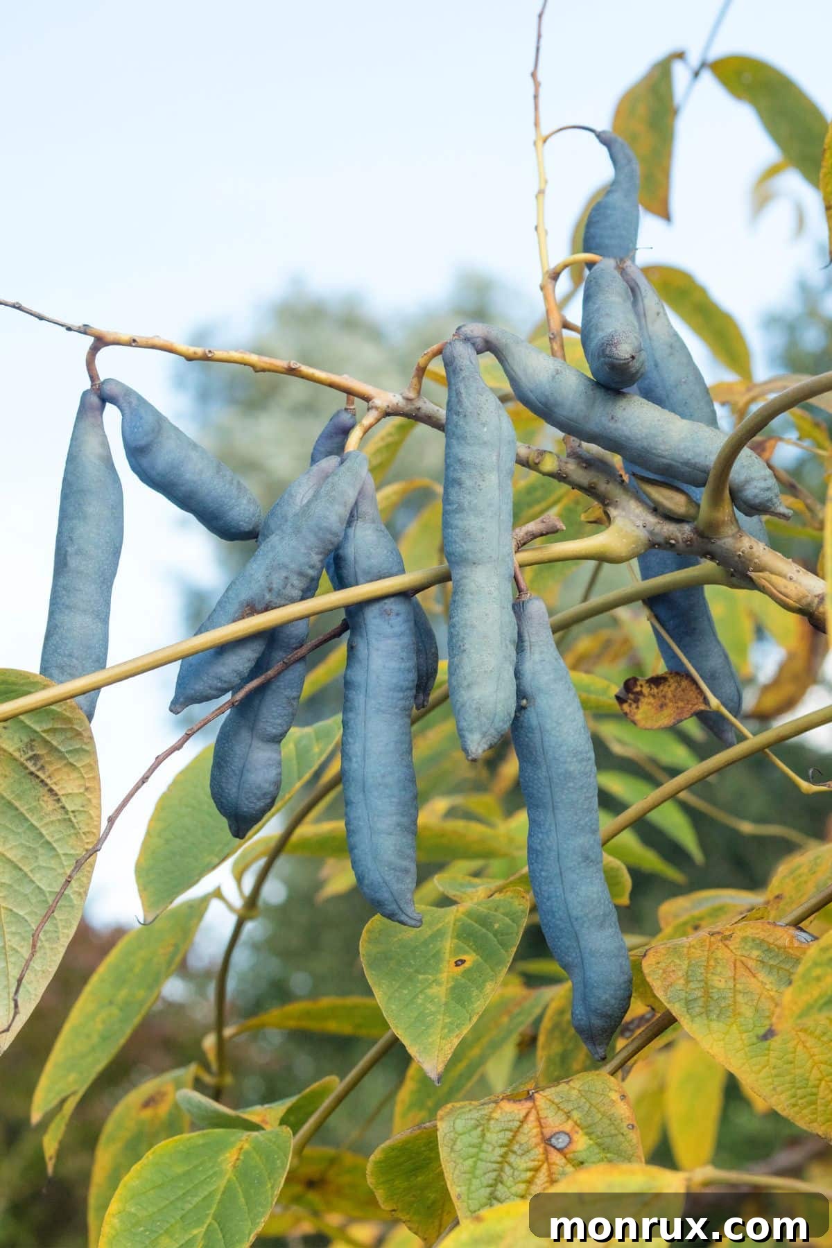 Unusual blue sausage fruits hanging in clusters from a tree, with their distinct elongated shape.