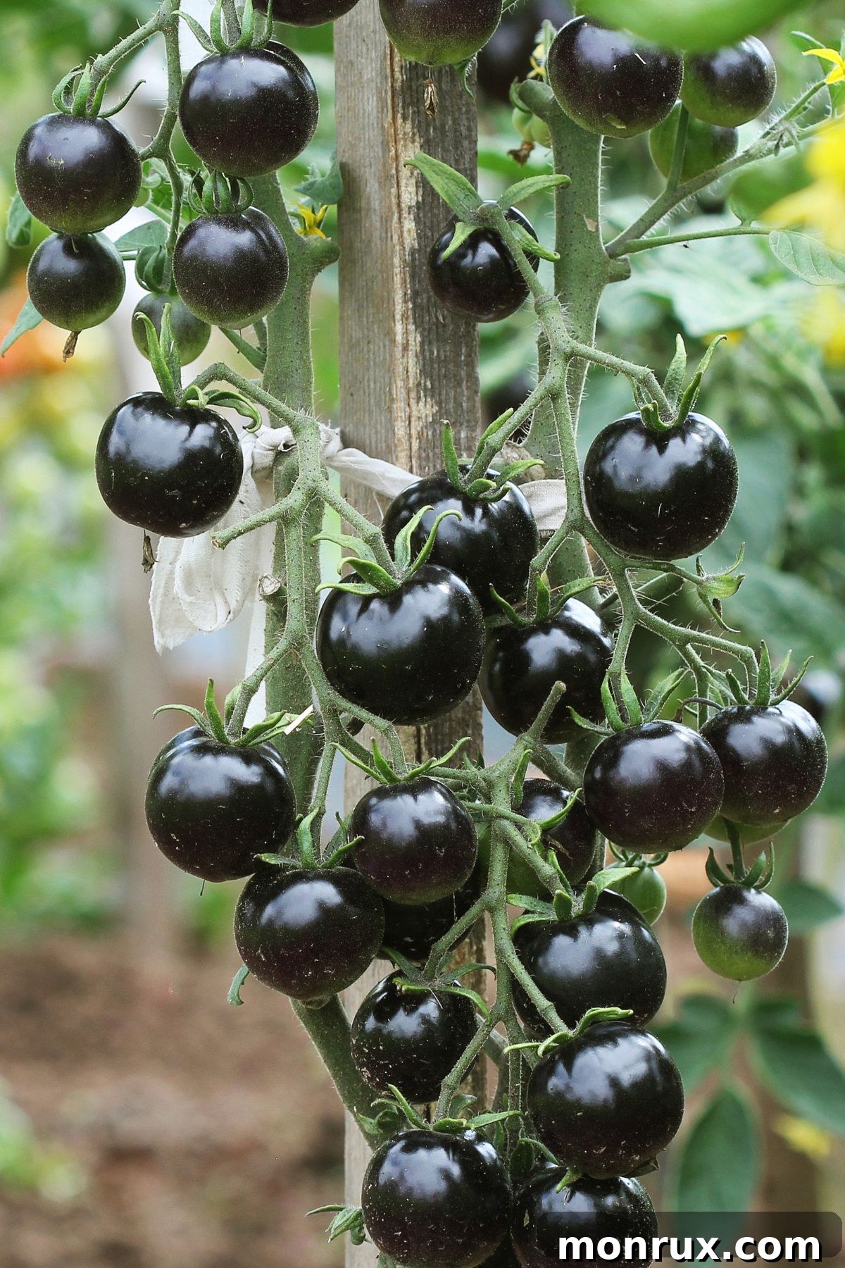 Clusters of ripe Indigo Rose Tomatoes hanging on a vine, showing their striking deep blue-purple skin.