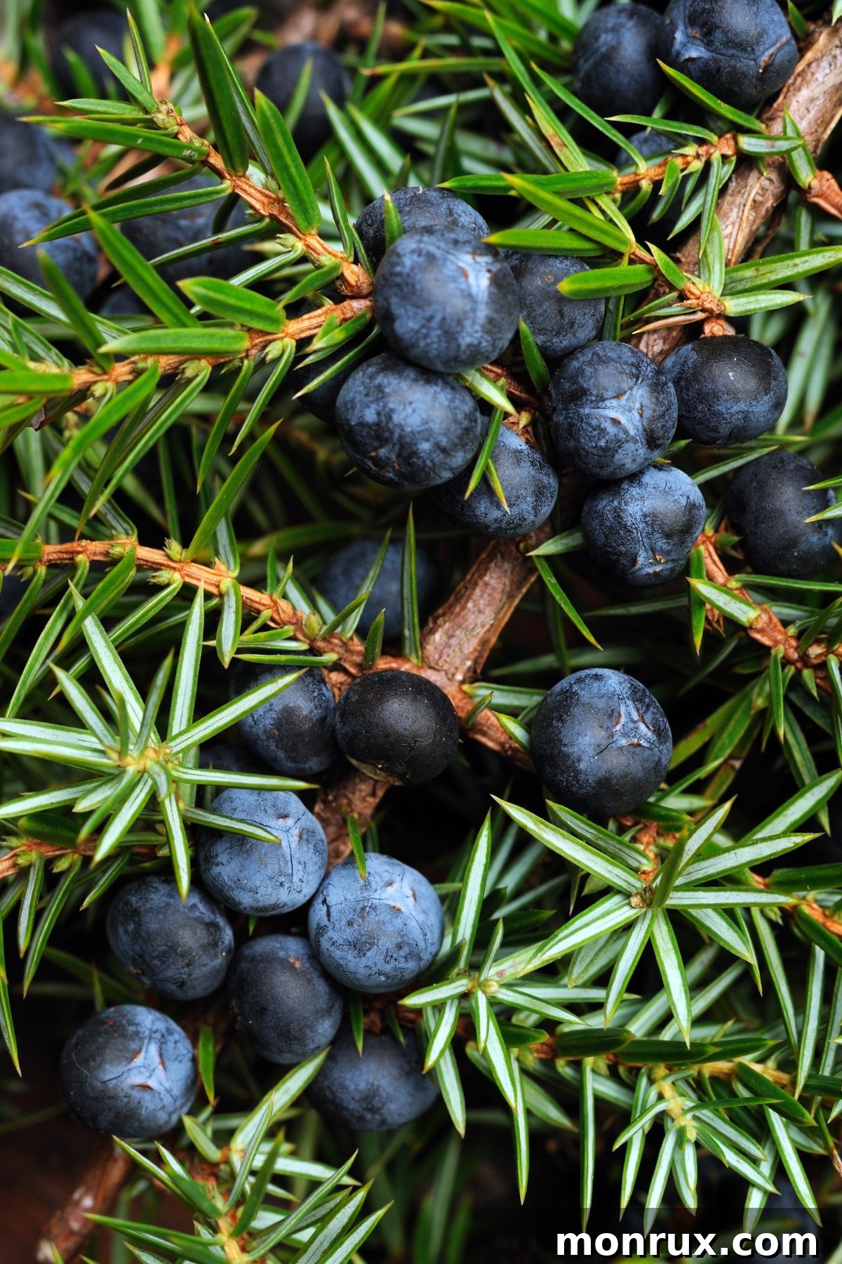 A close-up shot of a bunch of juniper berries clinging to a tree branch, showcasing their distinct blue-black hue.