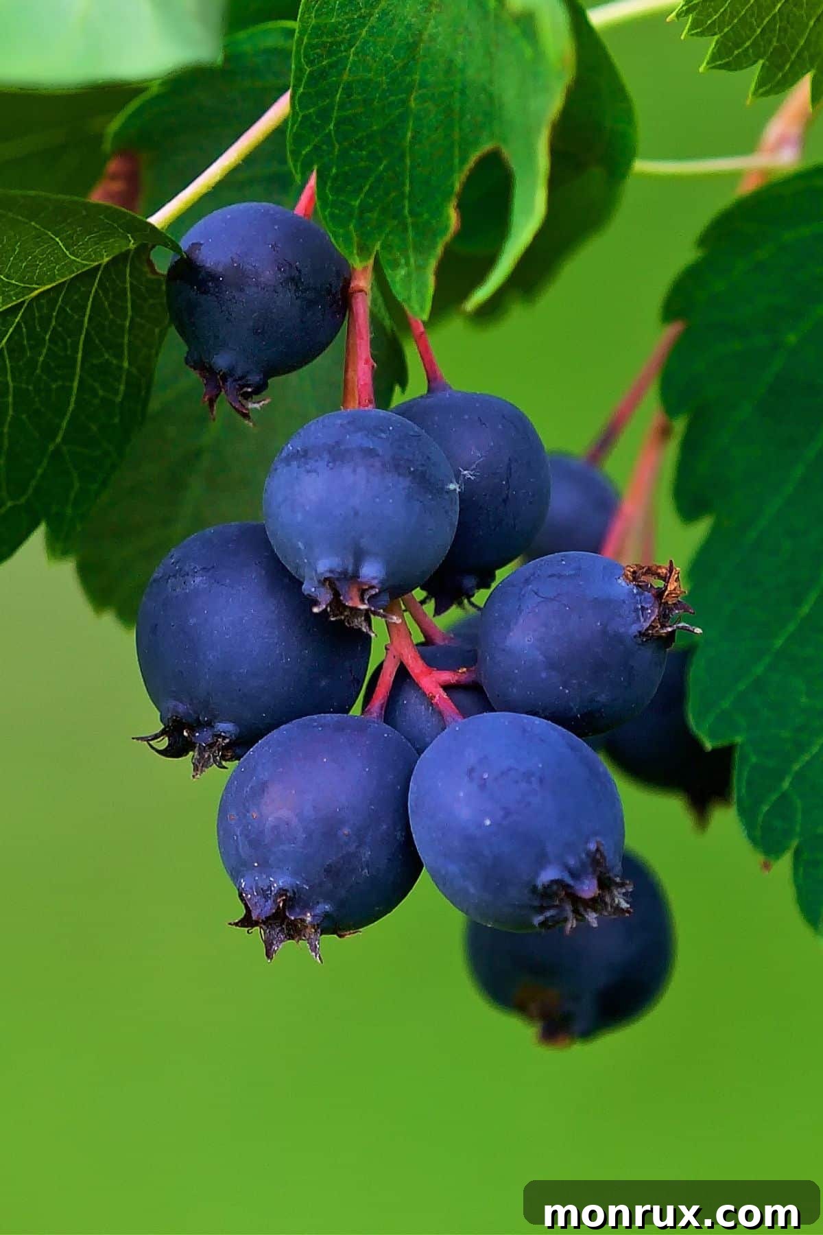 Clusters of Saskatoon berries hanging ripe in a shrub, exhibiting their soft blue-purple hue.