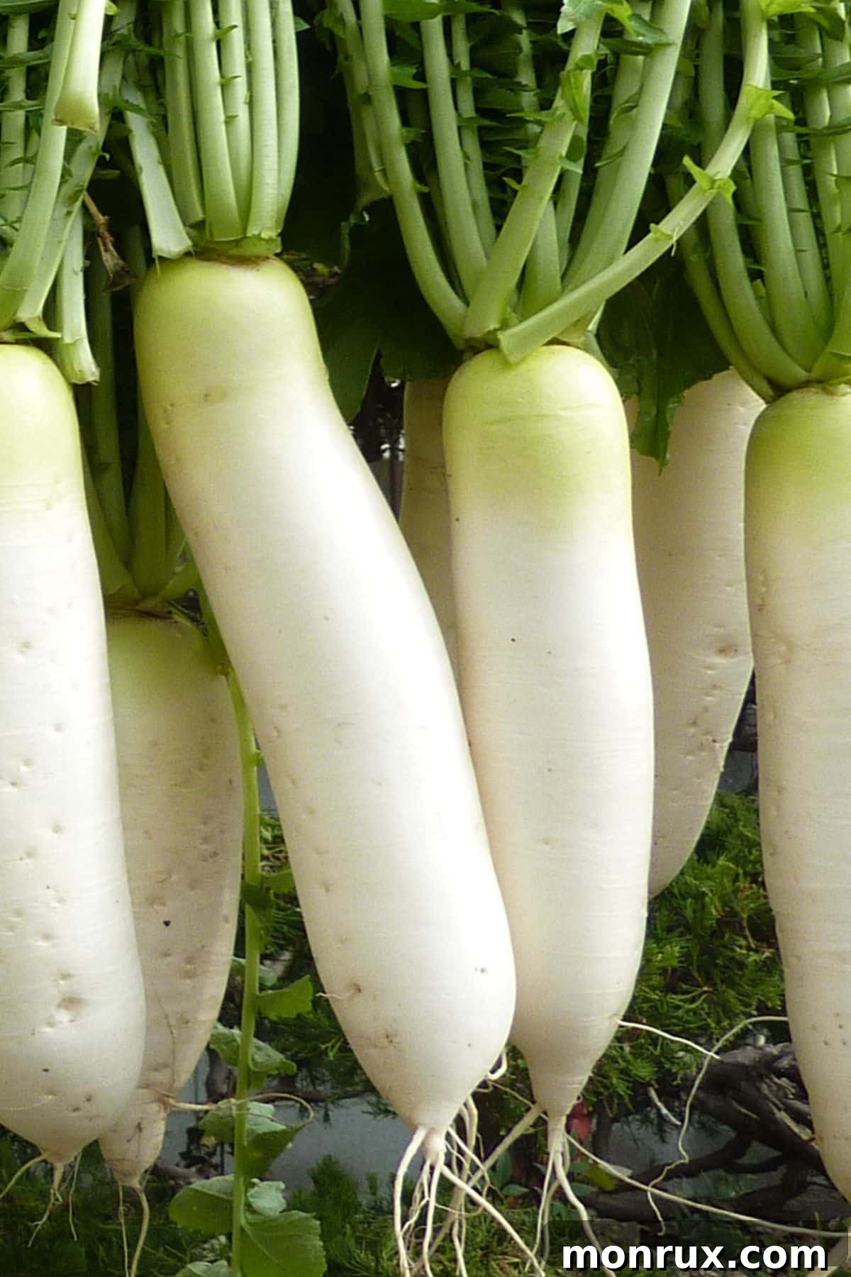 Several large, white Japanese radishes (daikon) hanging together, showing their elongated form.