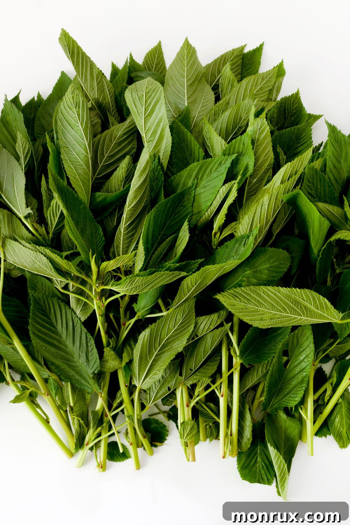 A neatly stacked bundle of fresh jute mallow leaves against a clean white background.