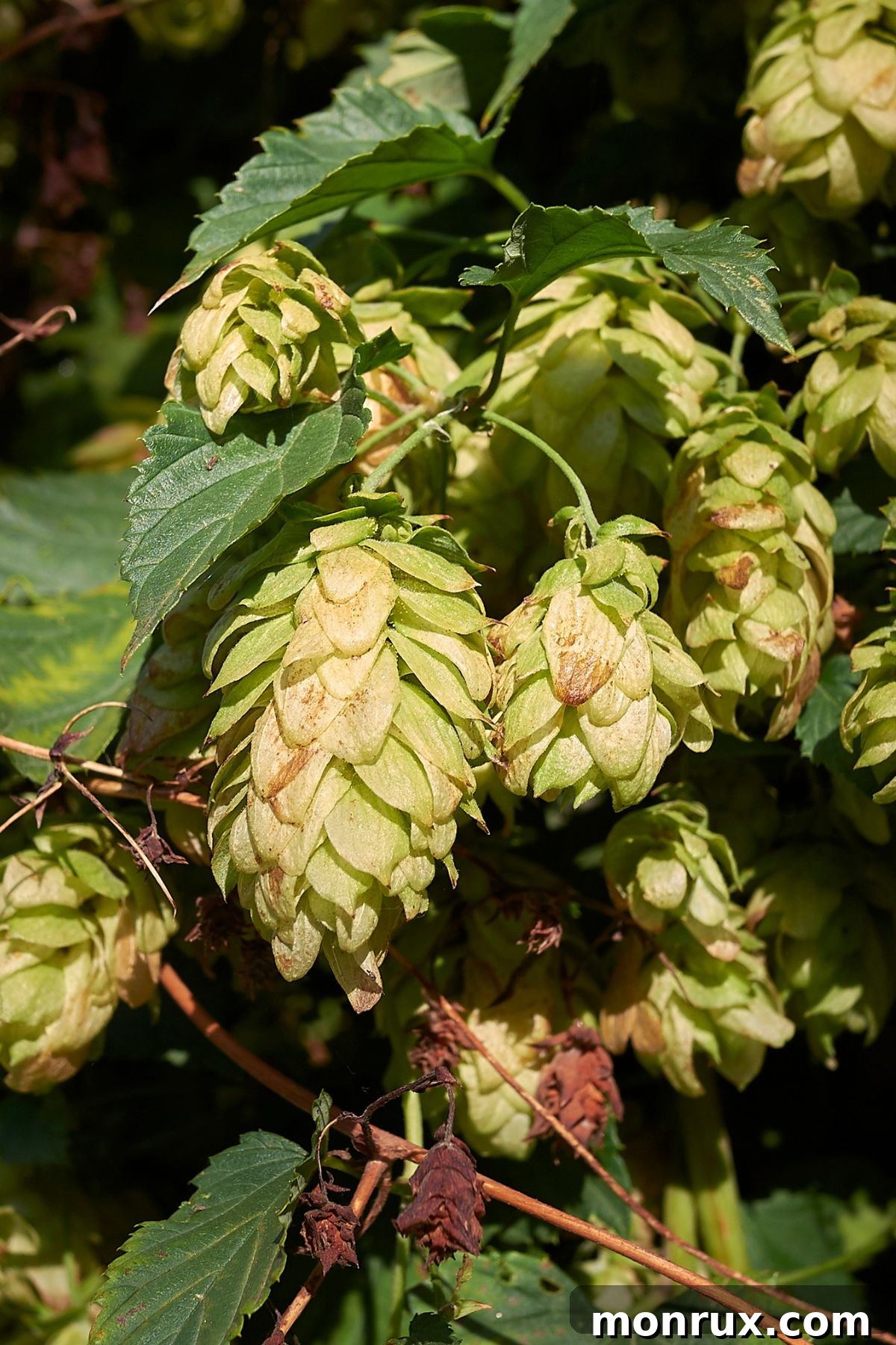 Lush green hops cones growing gracefully on a vine, signifying natural growth and freshness.