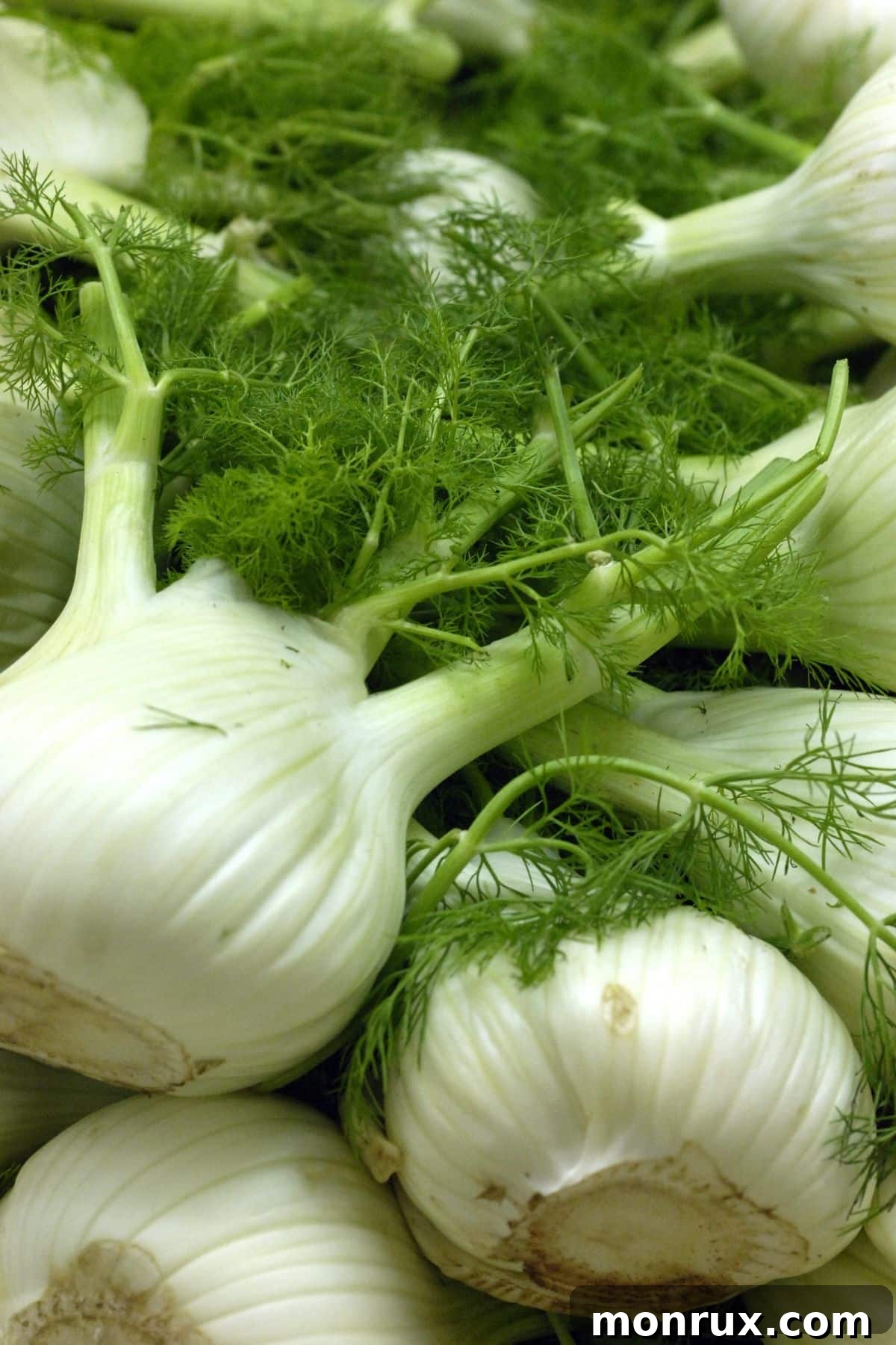 A pile of fresh fennel bulbs.