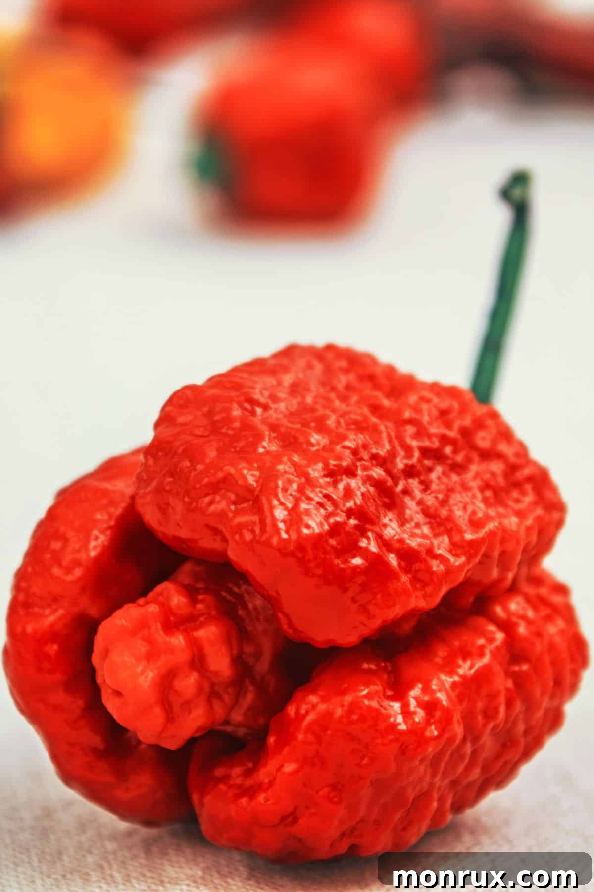 A single, extremely hot Trinidad Moruga Scorpion pepper with its distinct pointed tail.