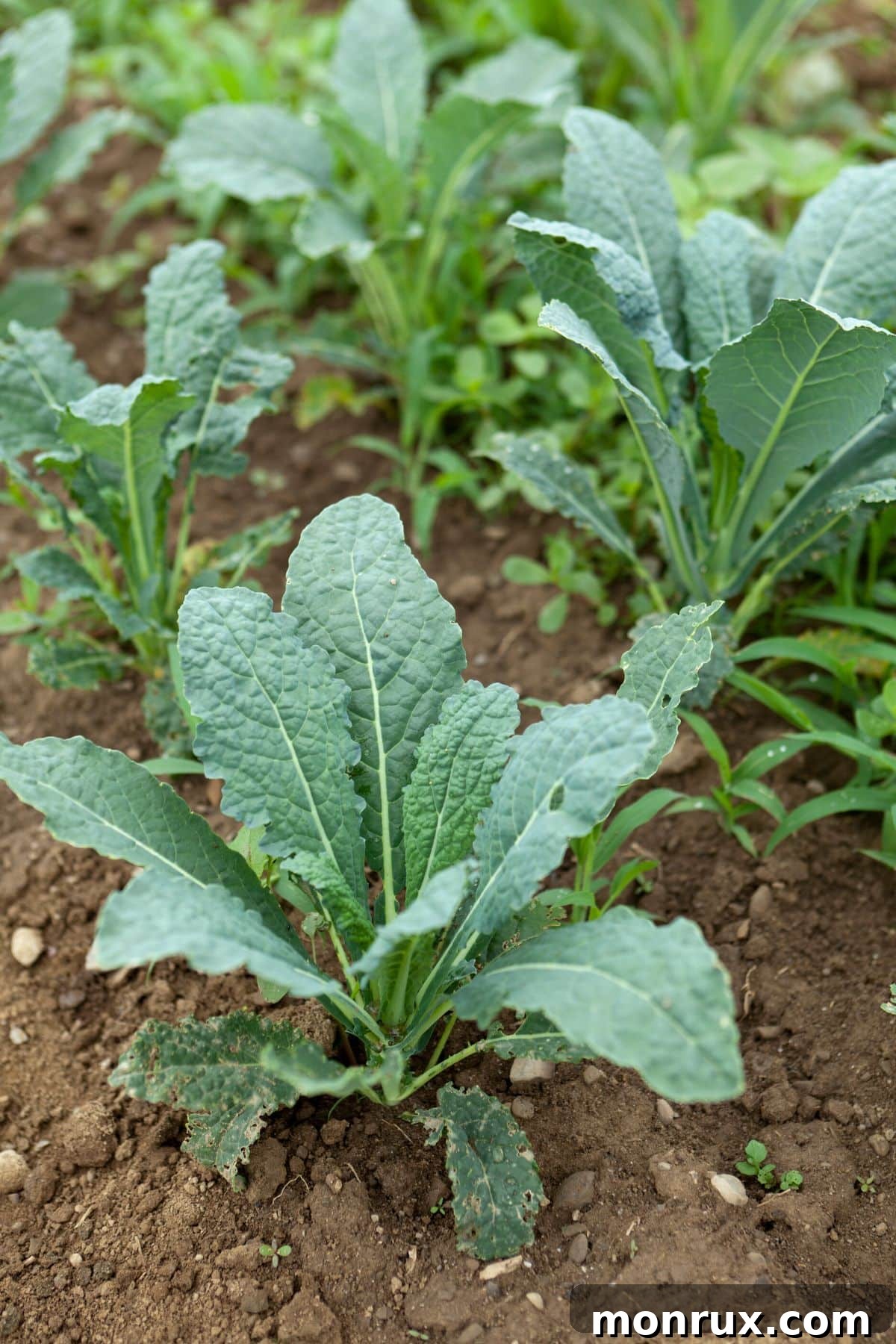 Vibrant green lacinato kale growing in an organic garden.