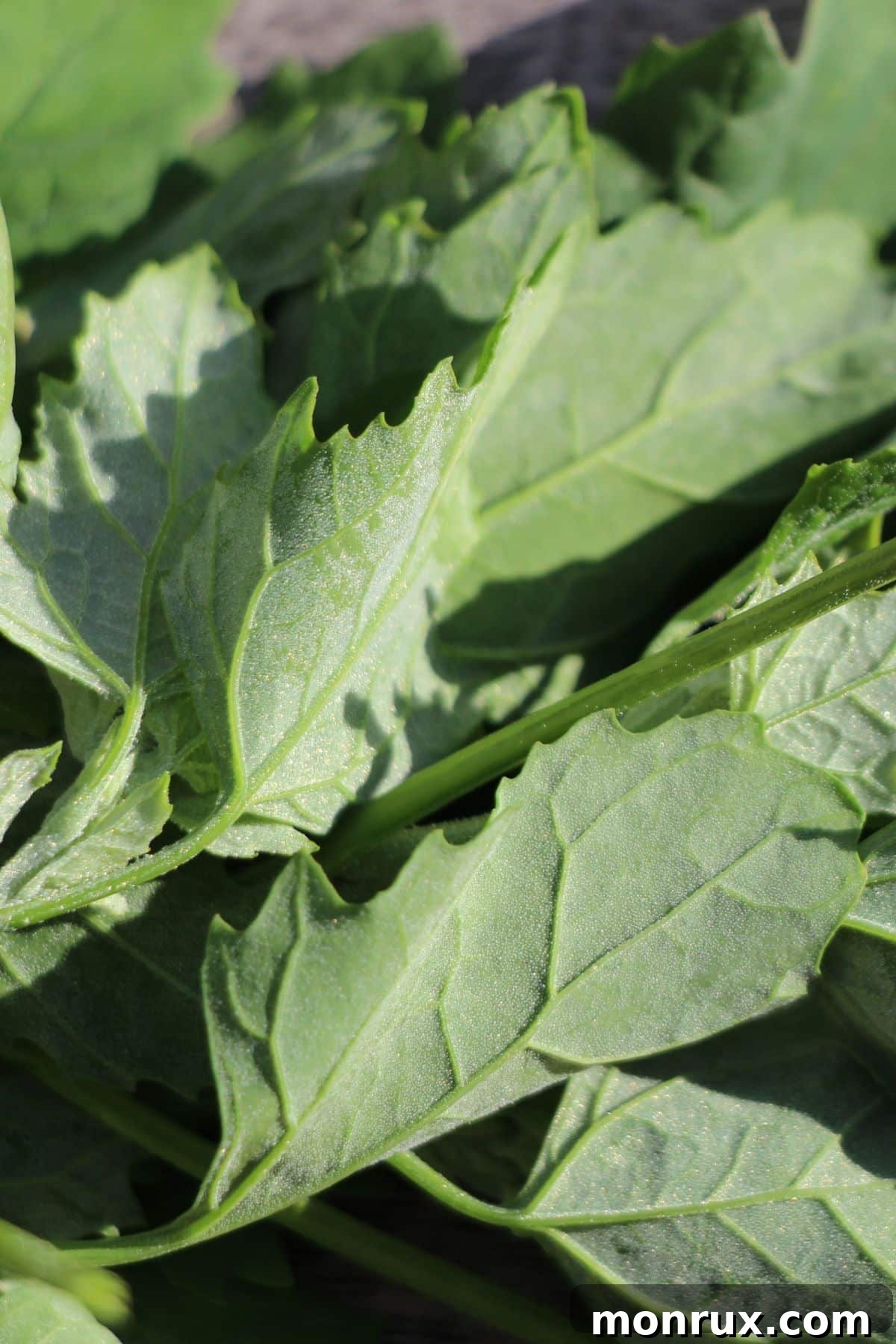 A close-up view of the distinct leaves of a lambsquarters plant, showing its slightly powdery appearance.