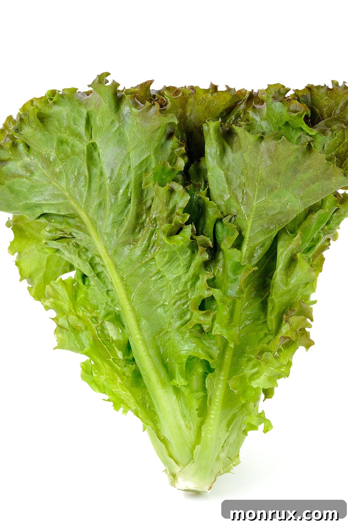 Assorted varieties of fresh leaf lettuce arranged on a clean white background.