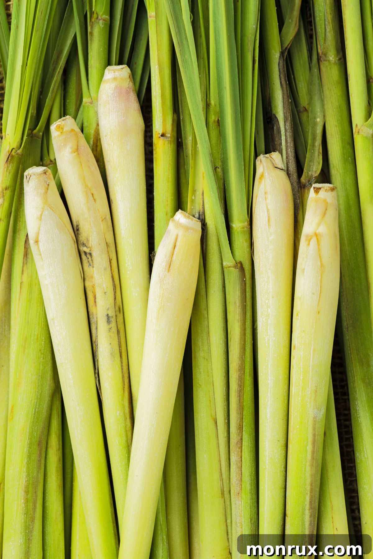 Fresh stalks of fragrant lemongrass, neatly tied together, on a rustic surface.
