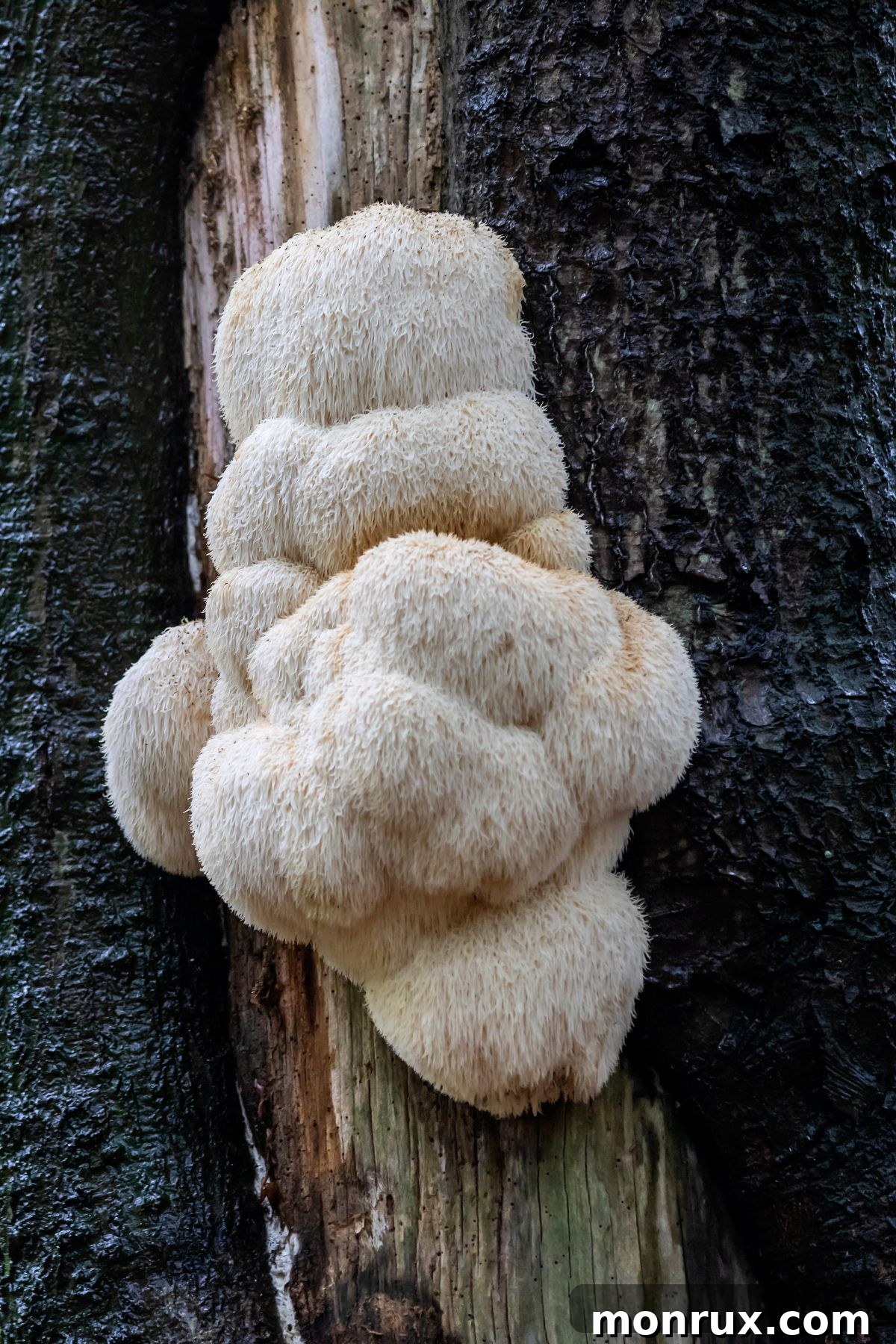 Clusters of white, shaggy Lion's Mane mushrooms growing organically on a tree trunk.