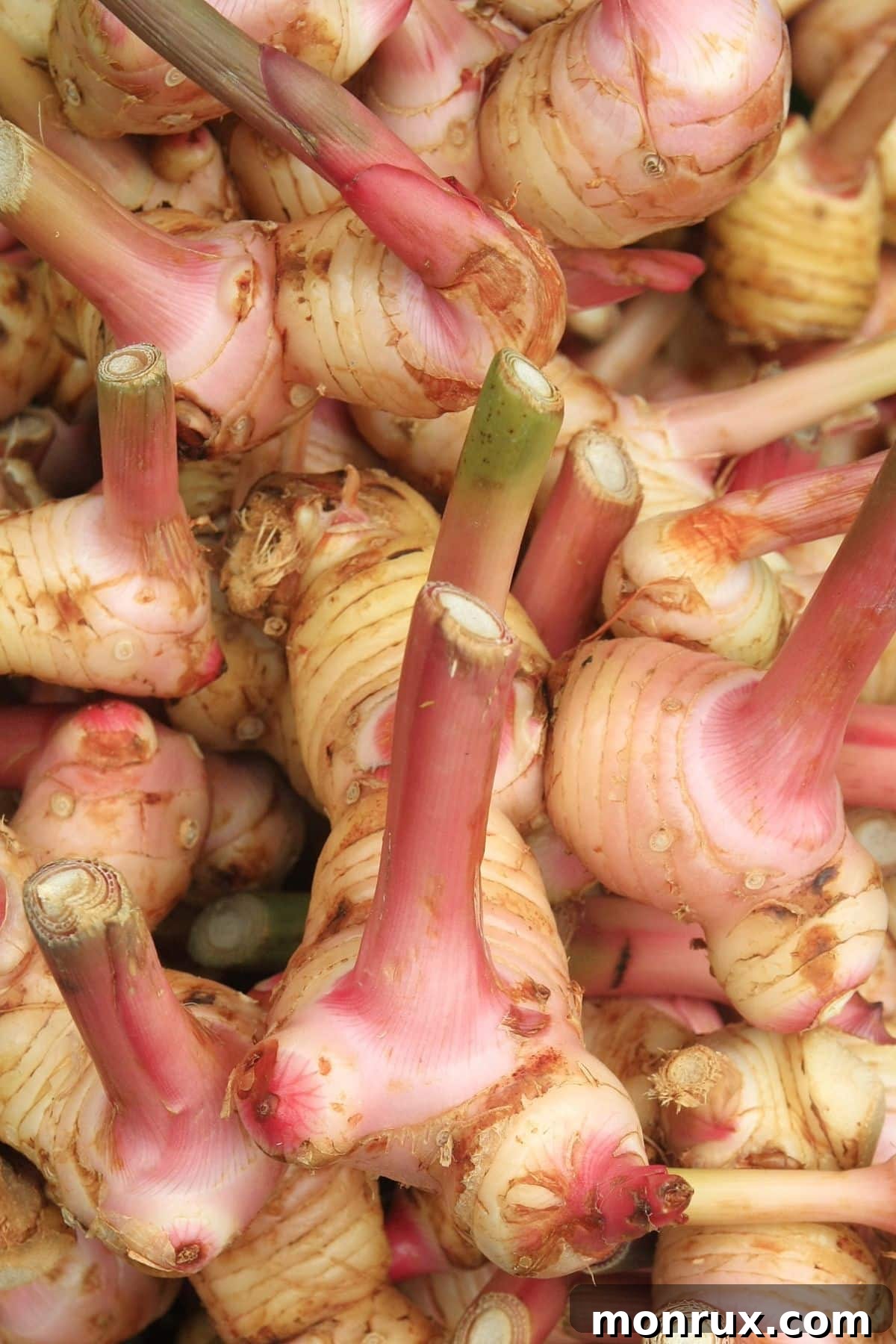 A close-up of freshly cut galangal root, showing its pale interior and fibrous texture.