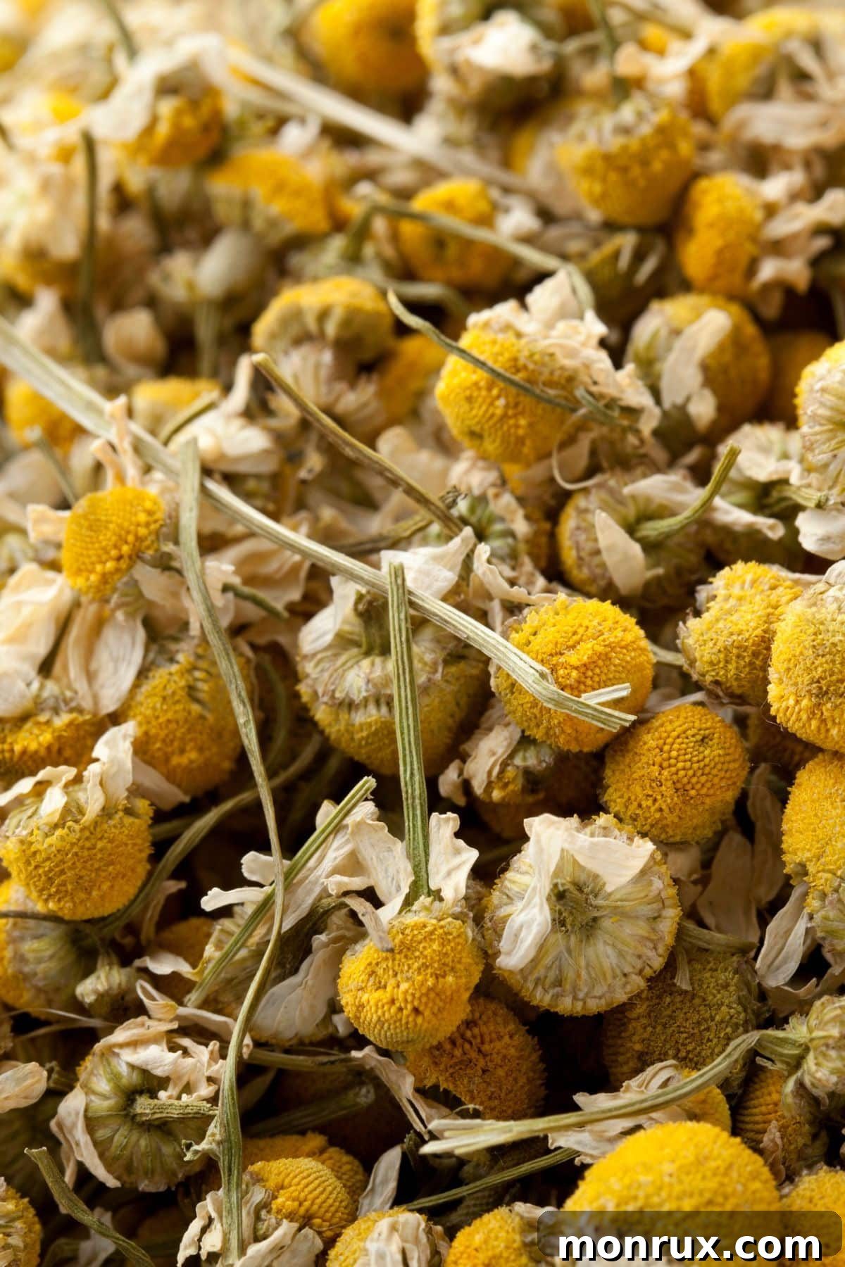 A bunch of dried chamomile plants, known for their soothing properties, arranged together, signifying natural herbal remedies.