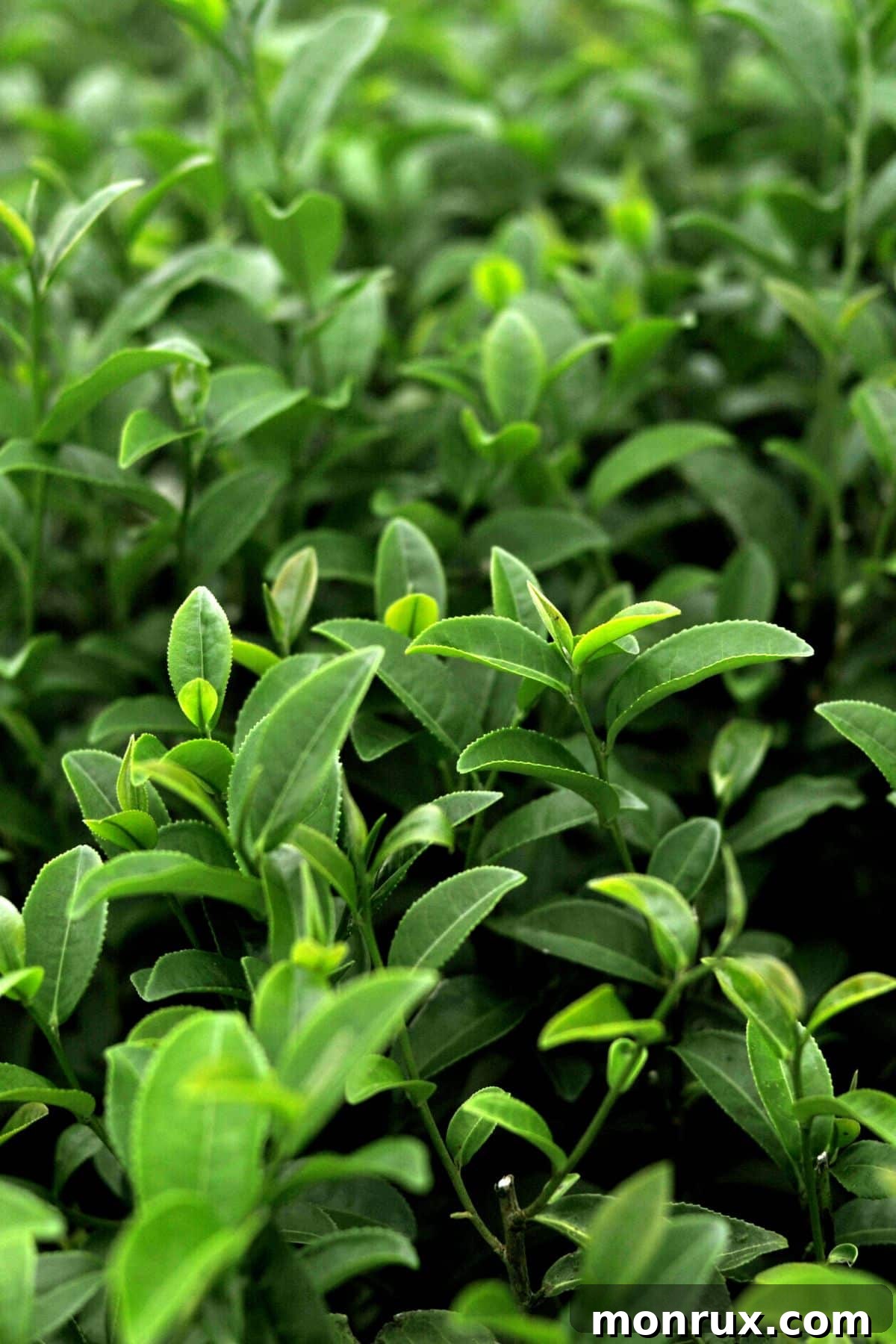 Fresh green tea leaves, the natural source of green tea leaf extract, carefully harvested.