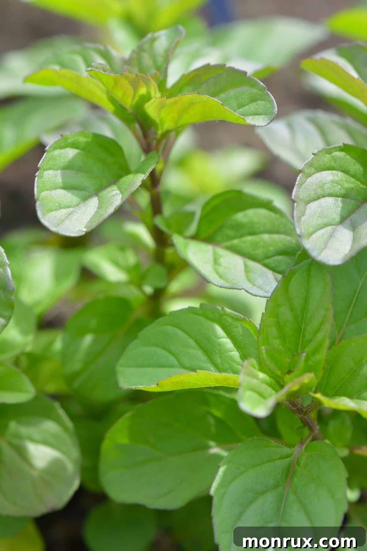 Close-up of vibrant green chocolate mint plant leaves